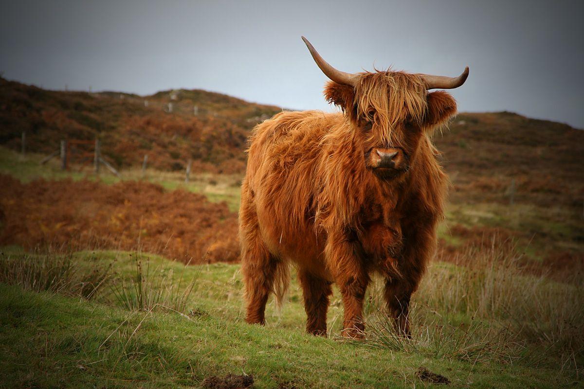 Highland Cow Wallpapers - Top Free Highland Cow Backgrounds ...