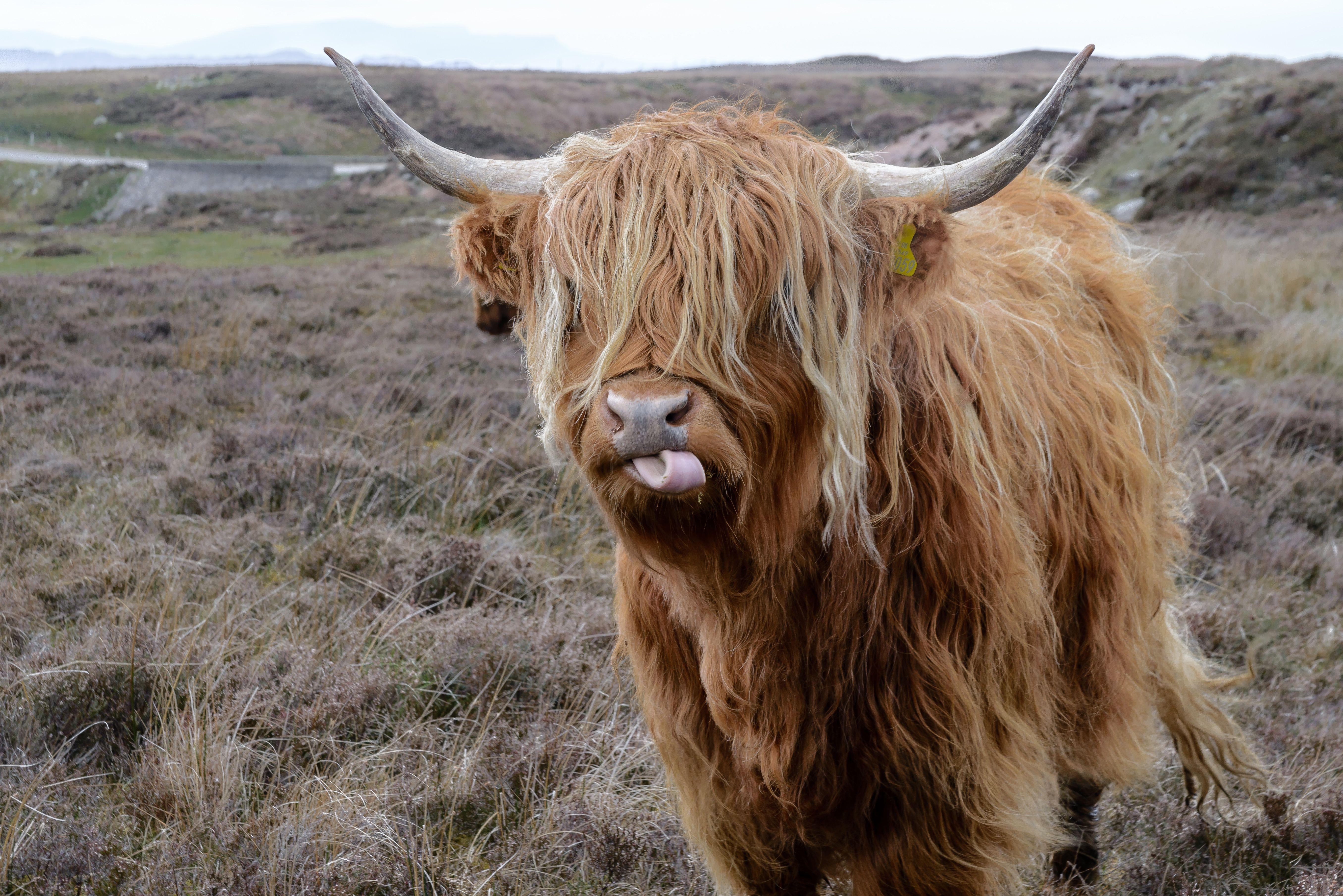5424x3621 Brown Highland Cattle on Field of Grass · Free