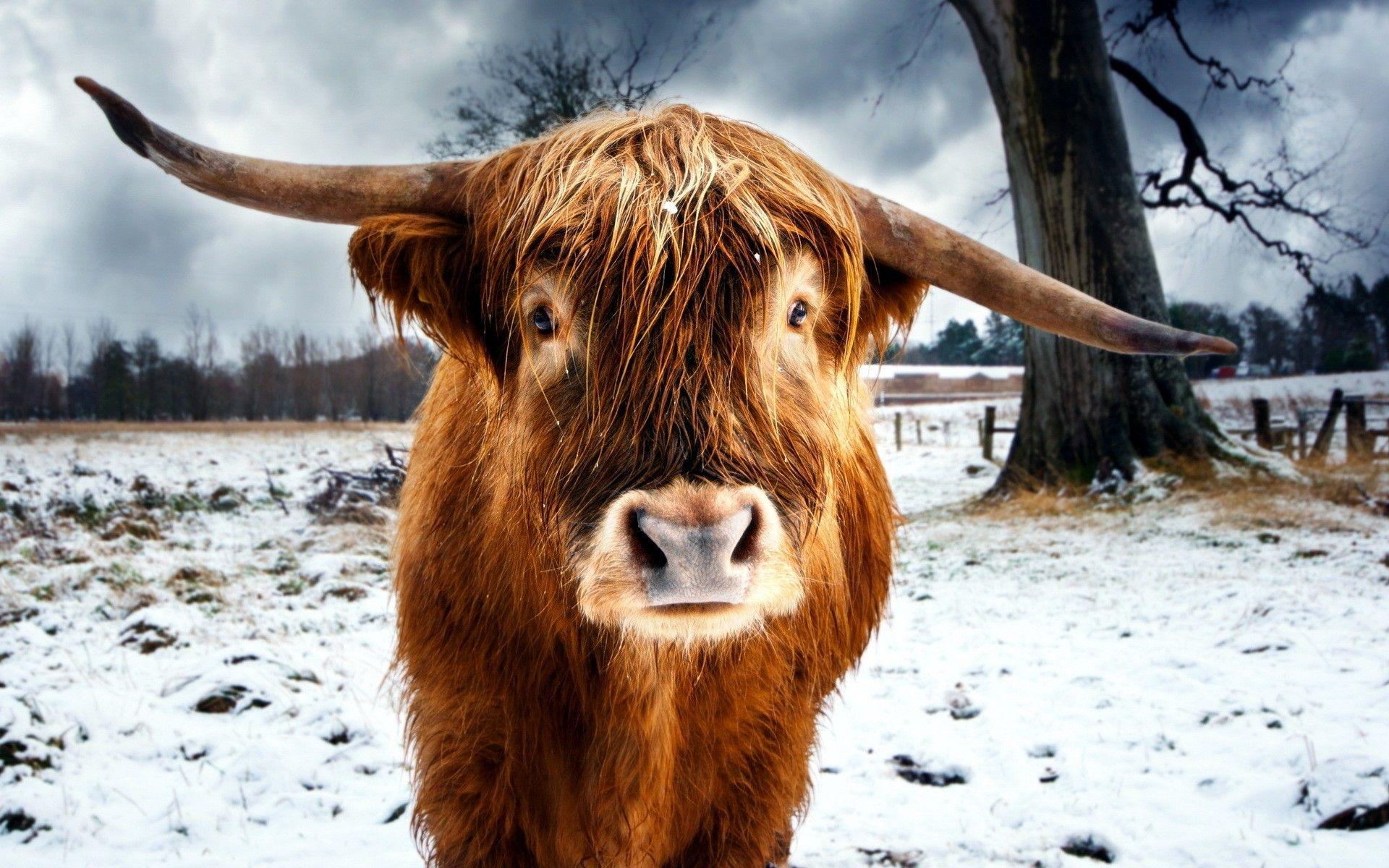 Highland Cow Wallpapers - Top Free Highland Cow Backgrounds