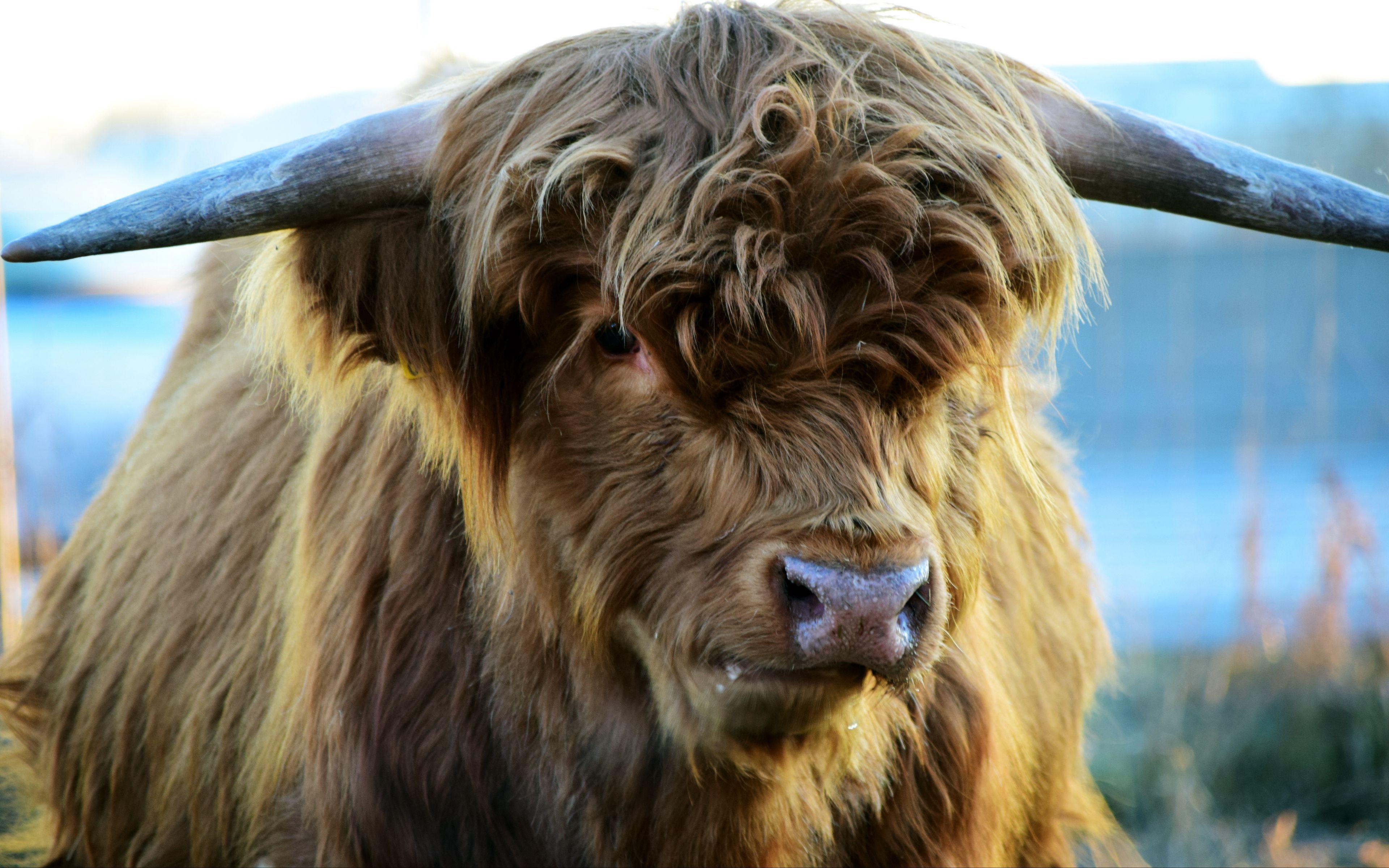 Highland Cow Wallpapers - Top Free Highland Cow Backgrounds ...