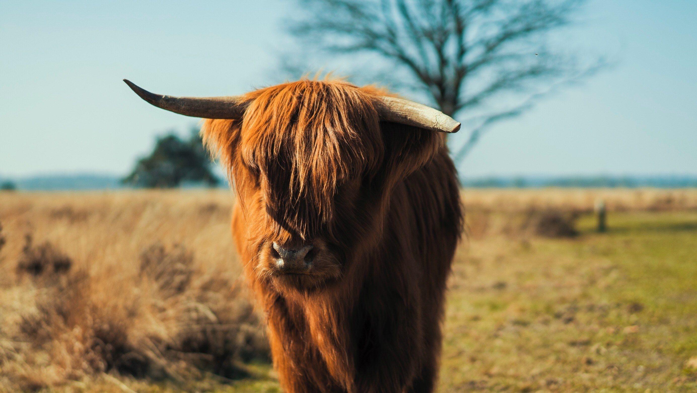 iphone highland cow wallpaper iphone highland cow wallpaper