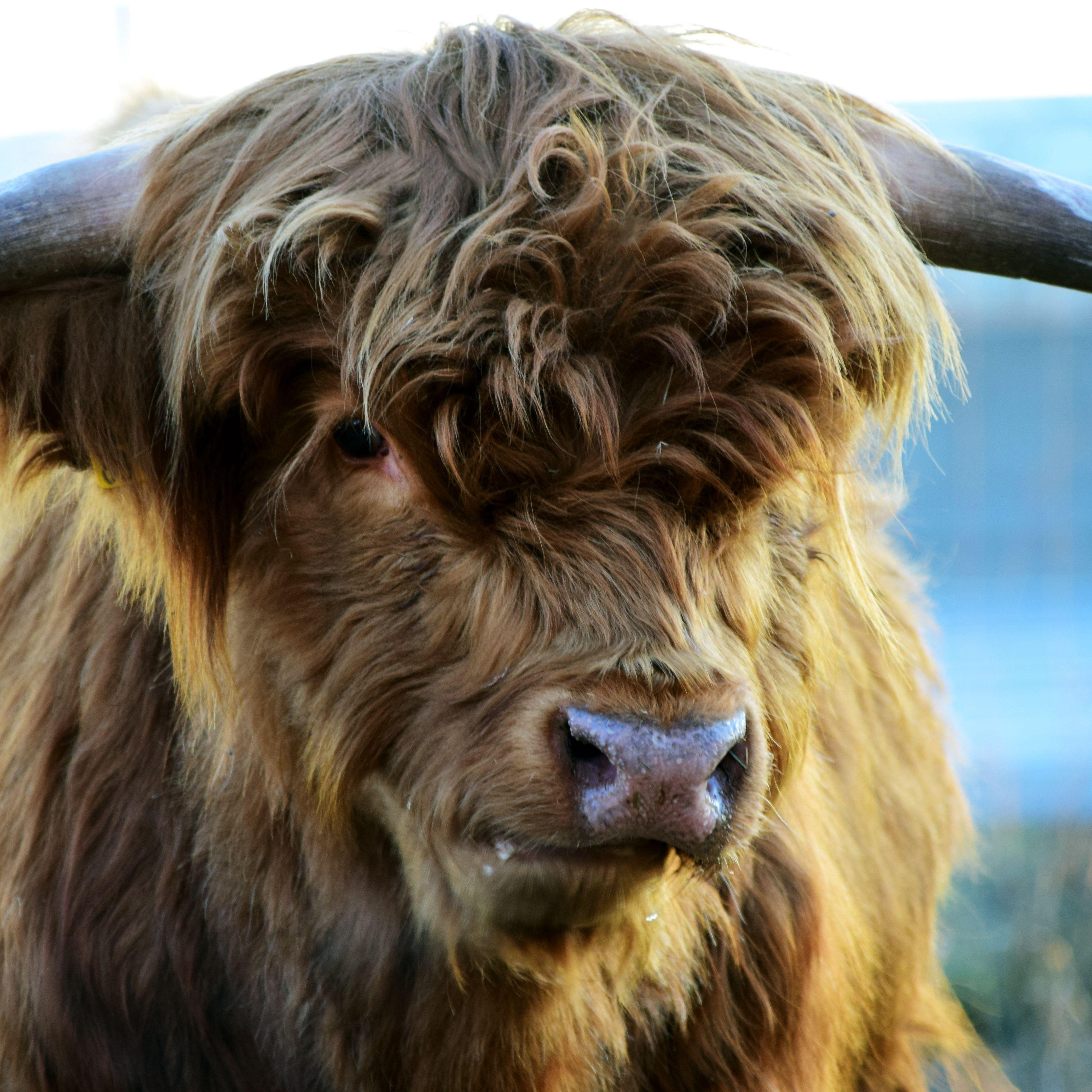 Highland Cow Wallpapers - Top Free Highland Cow Backgrounds