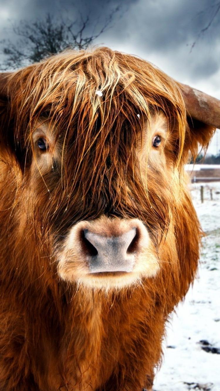 Highland Cow Wallpapers - Top Free Highland Cow Backgrounds