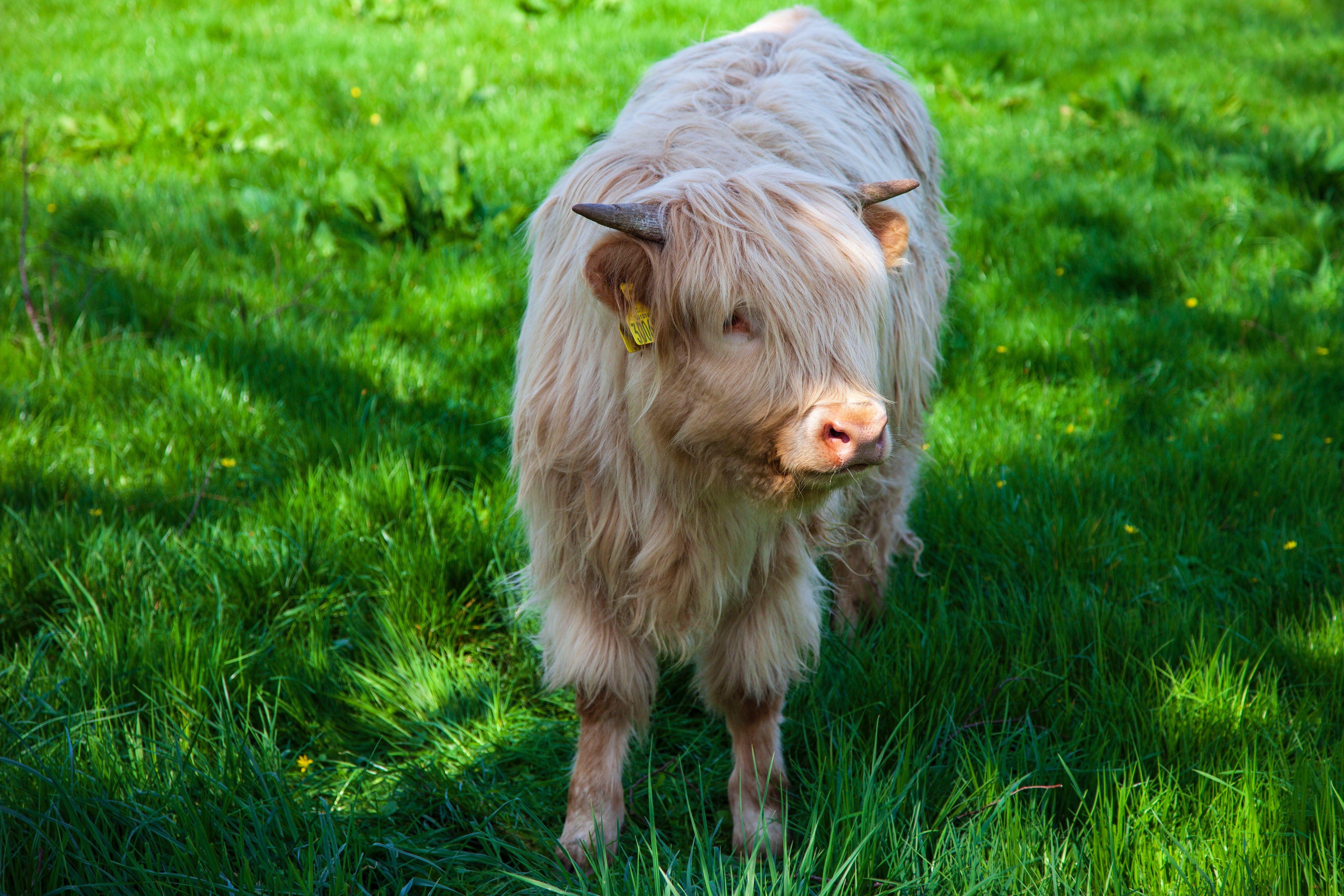 5616x3744 Highland Cow [5616×3744]