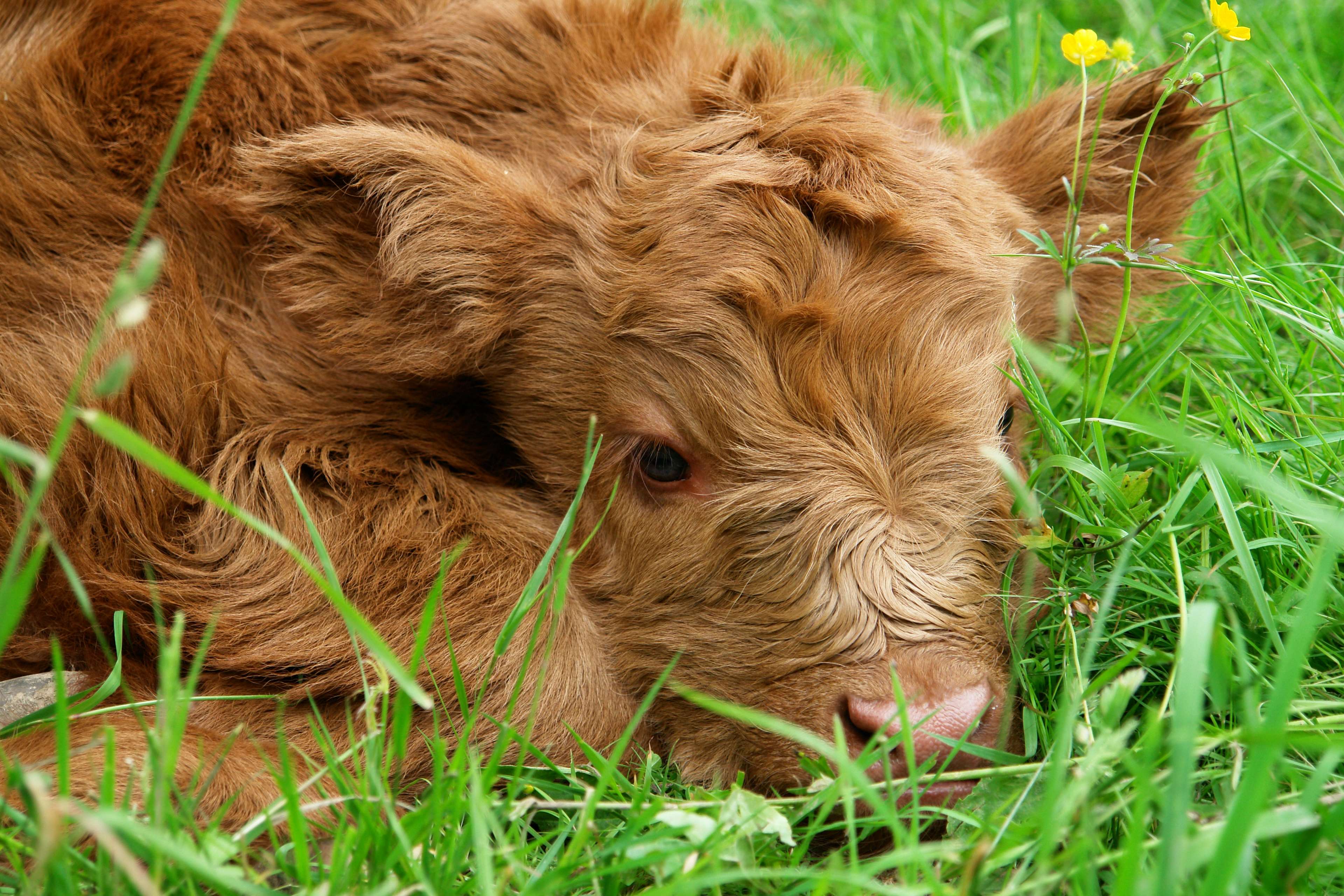 are highland cows used for meat