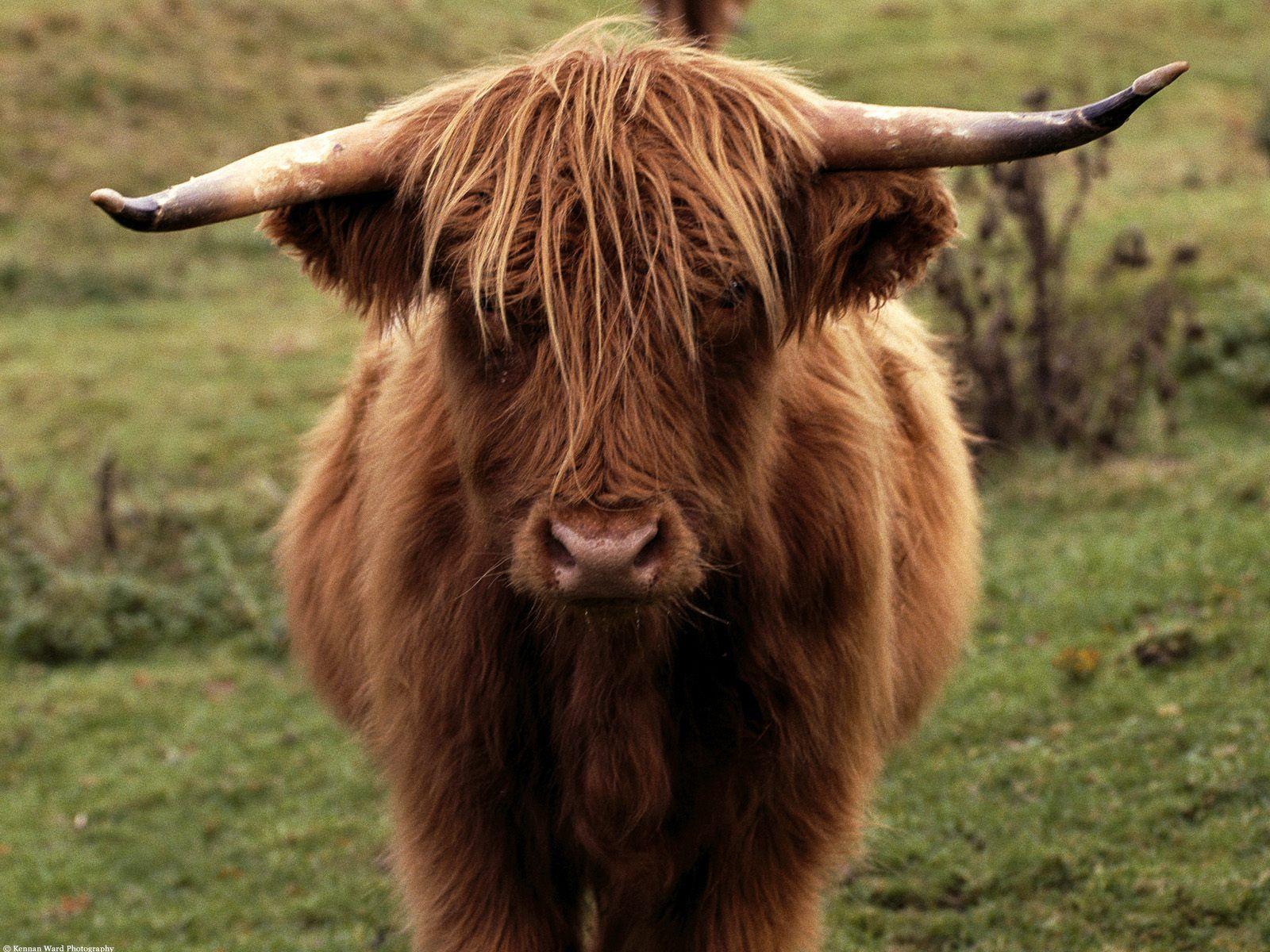1600x1200 Shetland Cow Scotland picture, Shetland Cow Scotland photo, Shetland Cow Scotland wallpaper