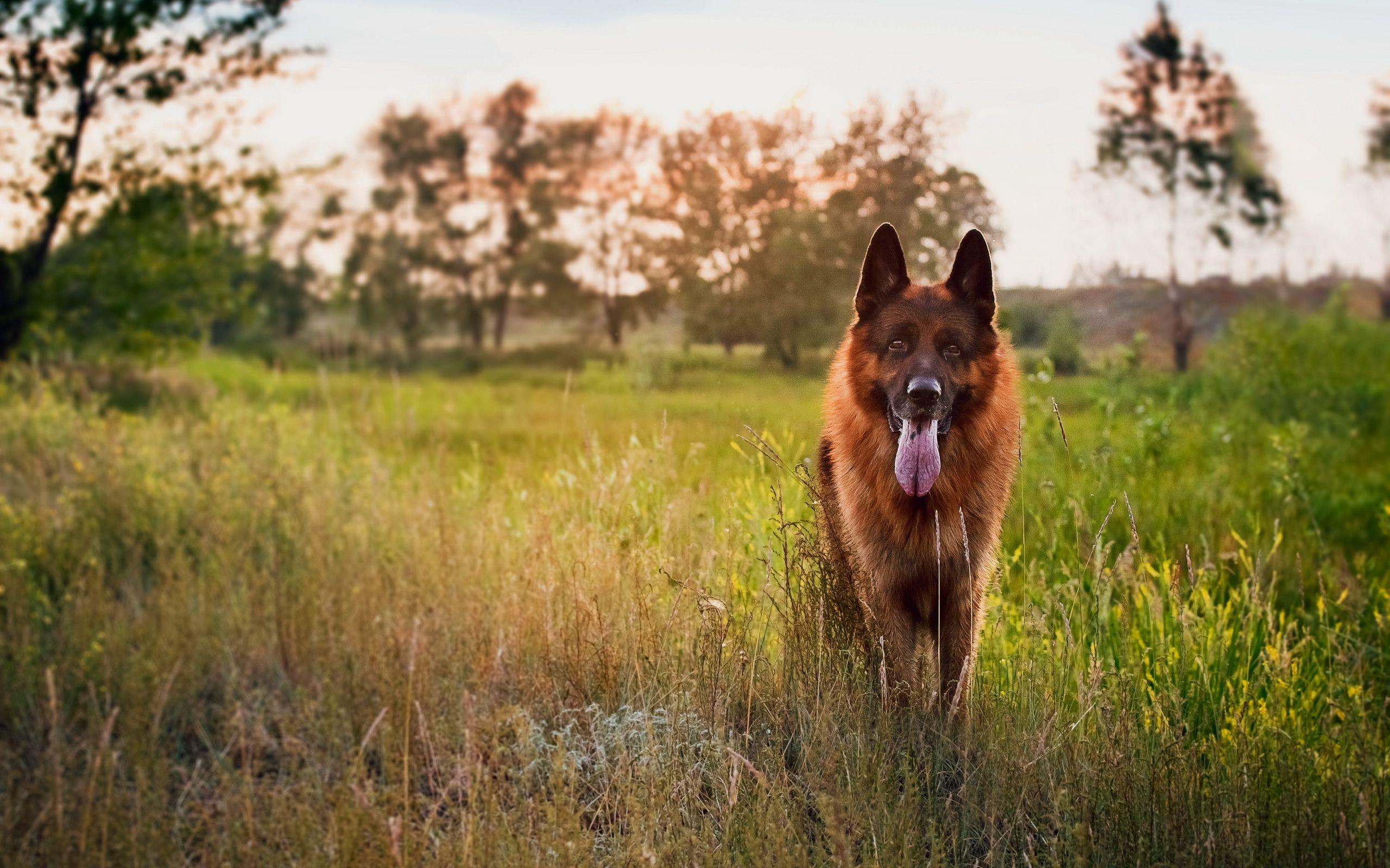 2560x1600 German Shepherd wallpaperx1600