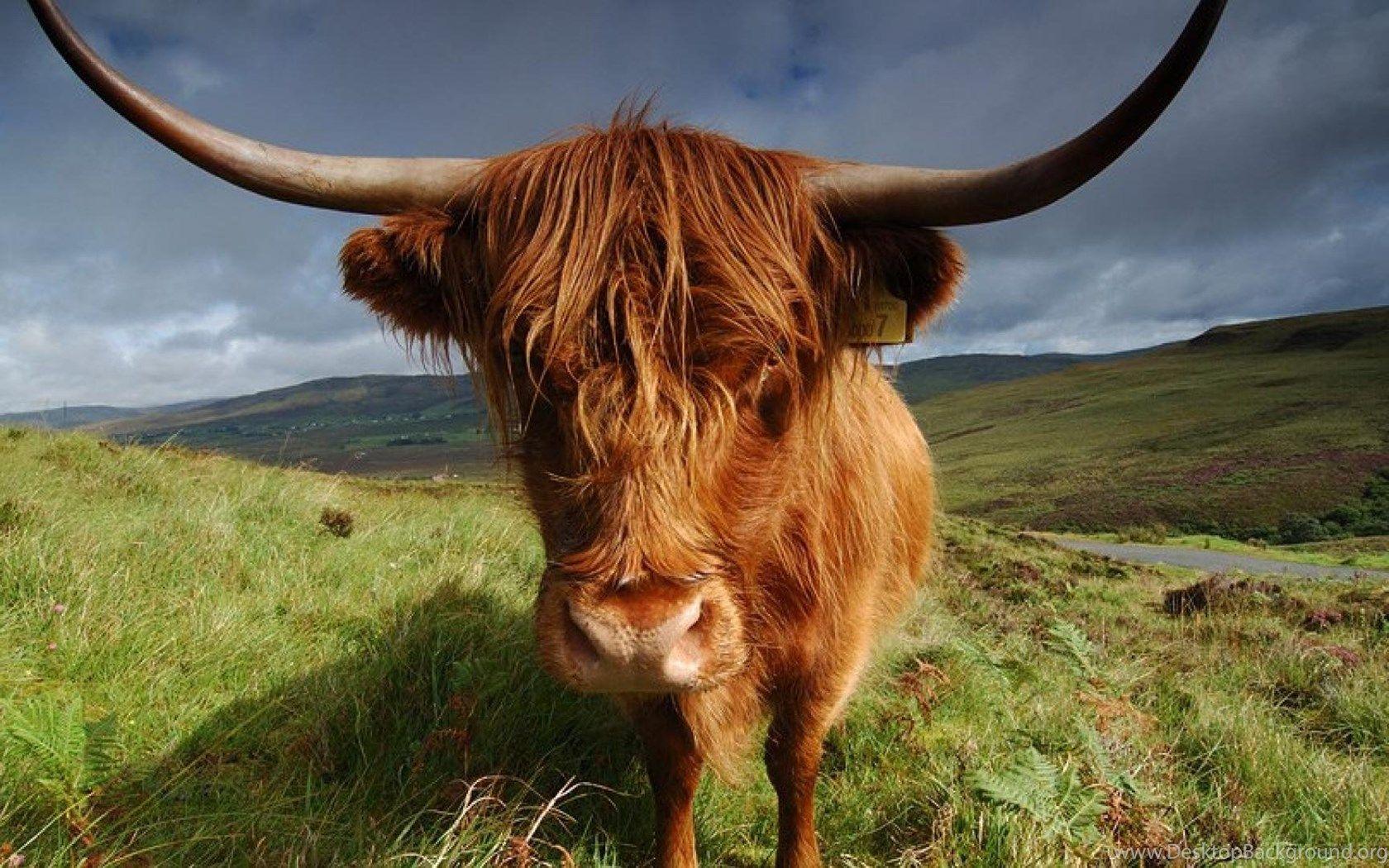 Highland Cow Wallpapers - Top Free Highland Cow Backgrounds ...