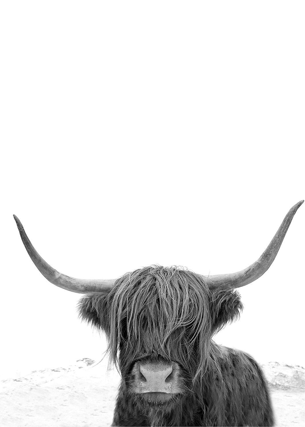 Highland Cow Wallpapers Top Free Highland Cow Backgrounds Wallpaperaccess 7450