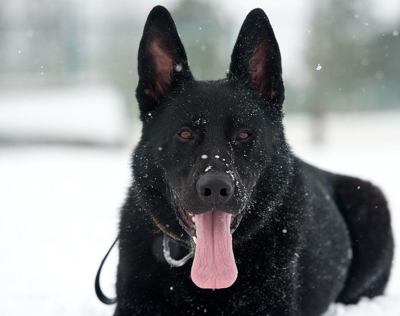 1280x1012 Czech German Shepherd: 12 Facts You Must Know