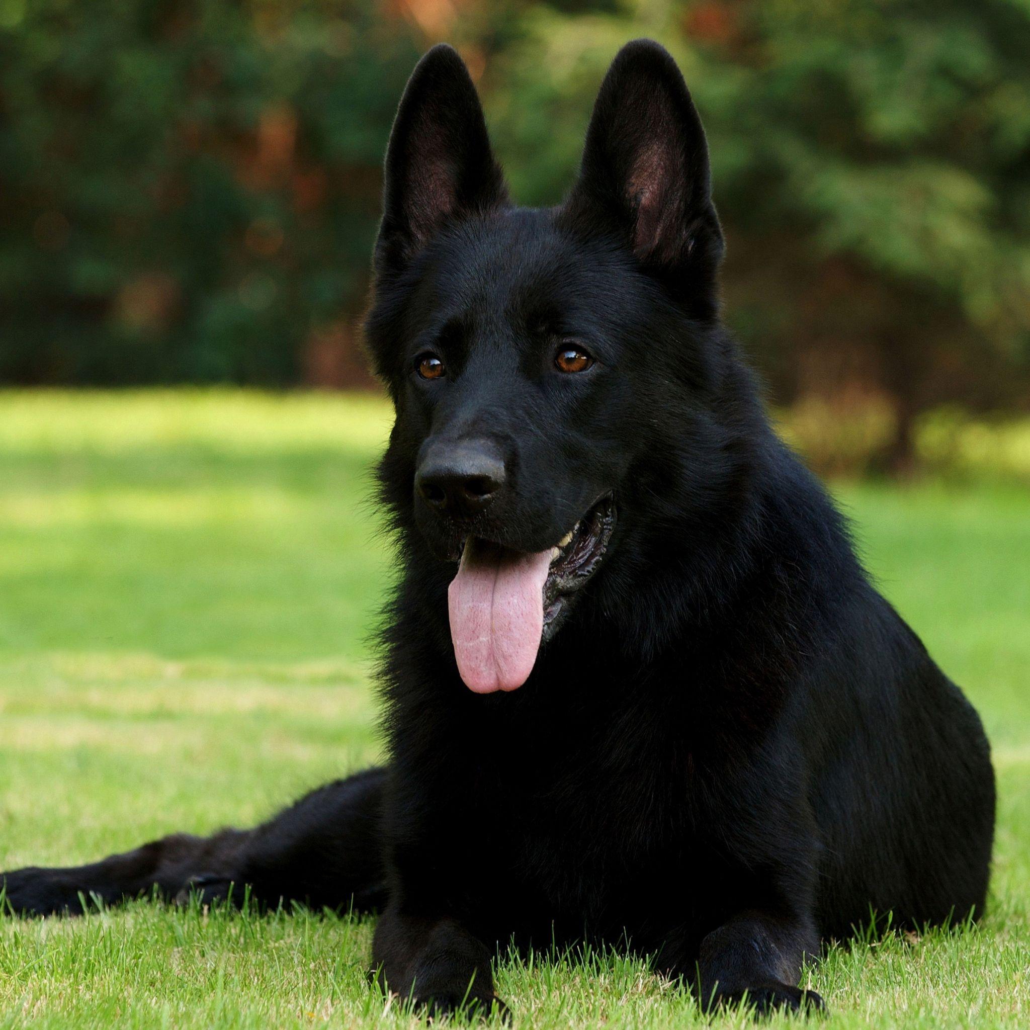 2048x2048 Wallpaper black shepherd, german shepherd, grass, sitting