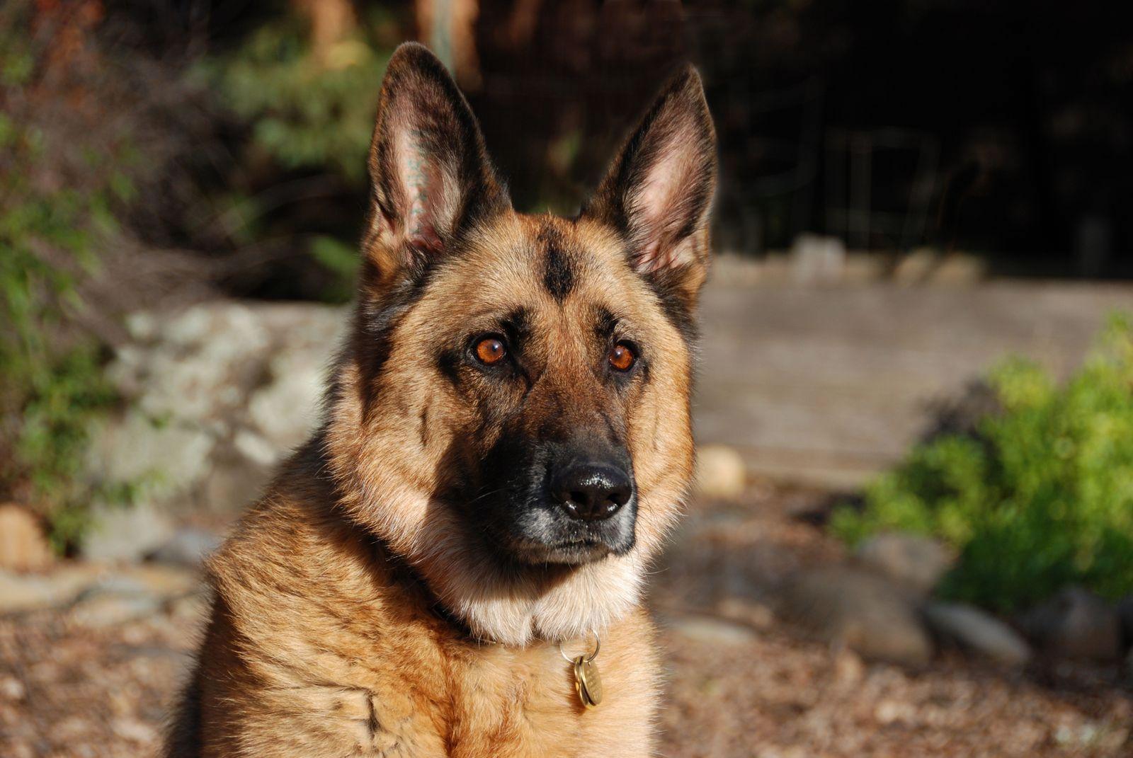 1600x1071 German Shepherd Doggy Rocks