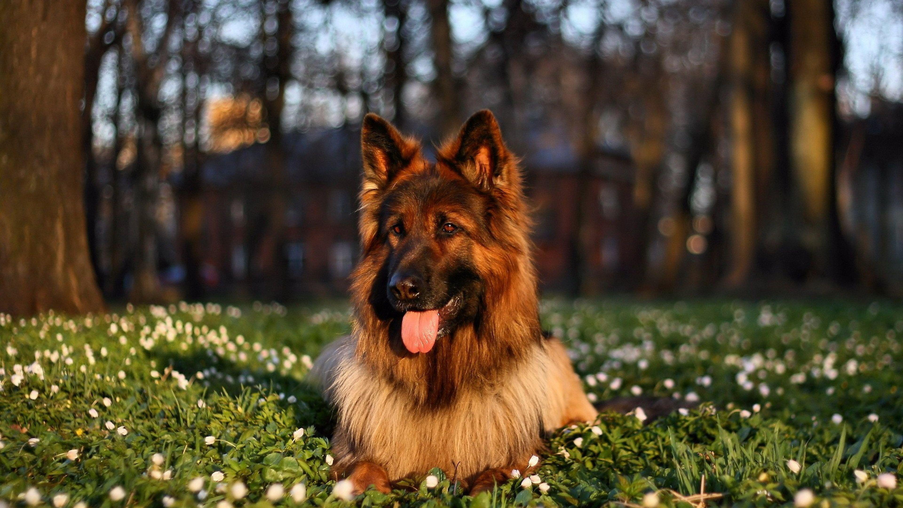 3840x2160 HD Background German Shepherd Dog Face Sitting Sunset Wallpaper