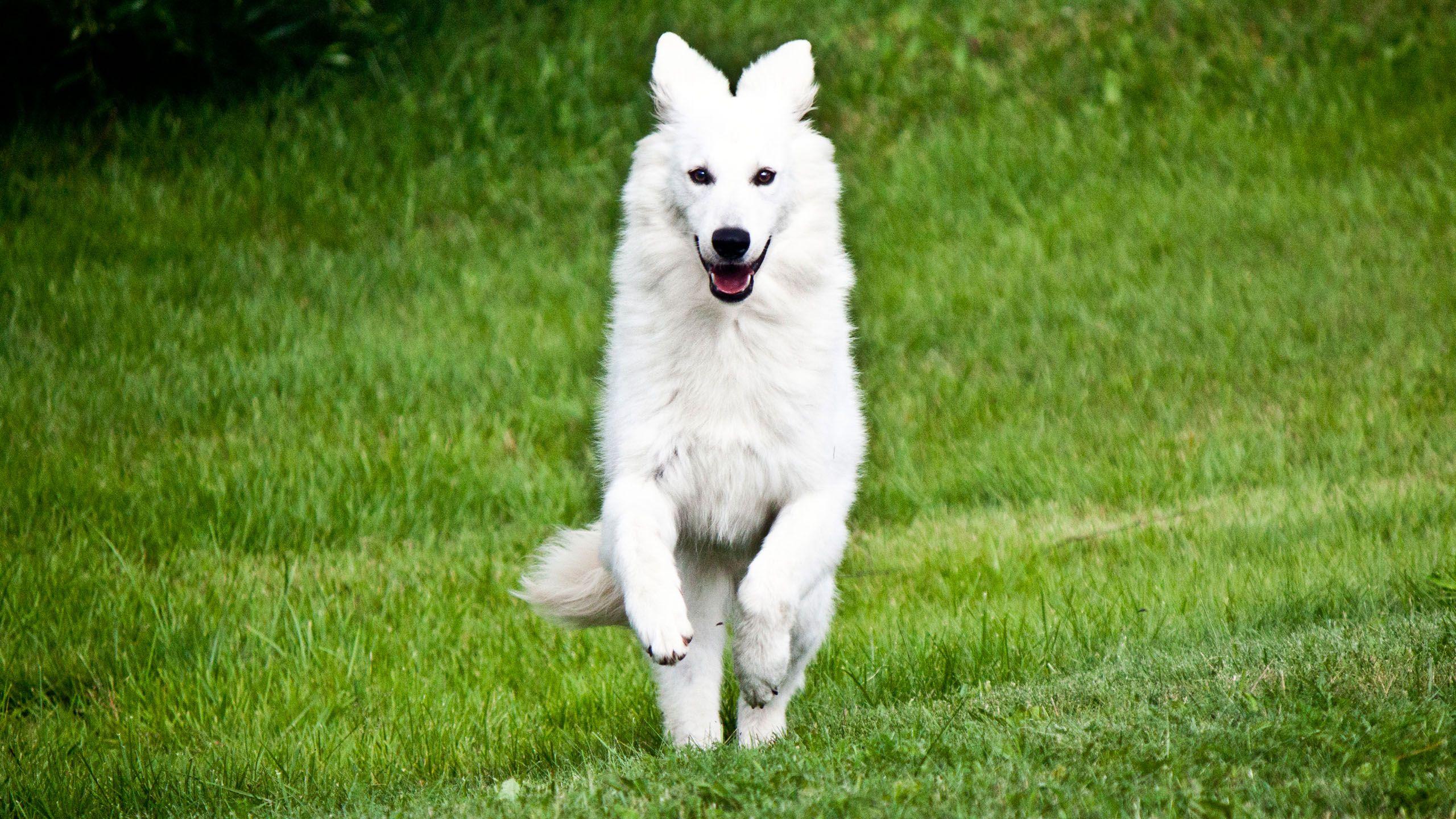 2560x1440 White German Shepherd, High Definition, High Quality