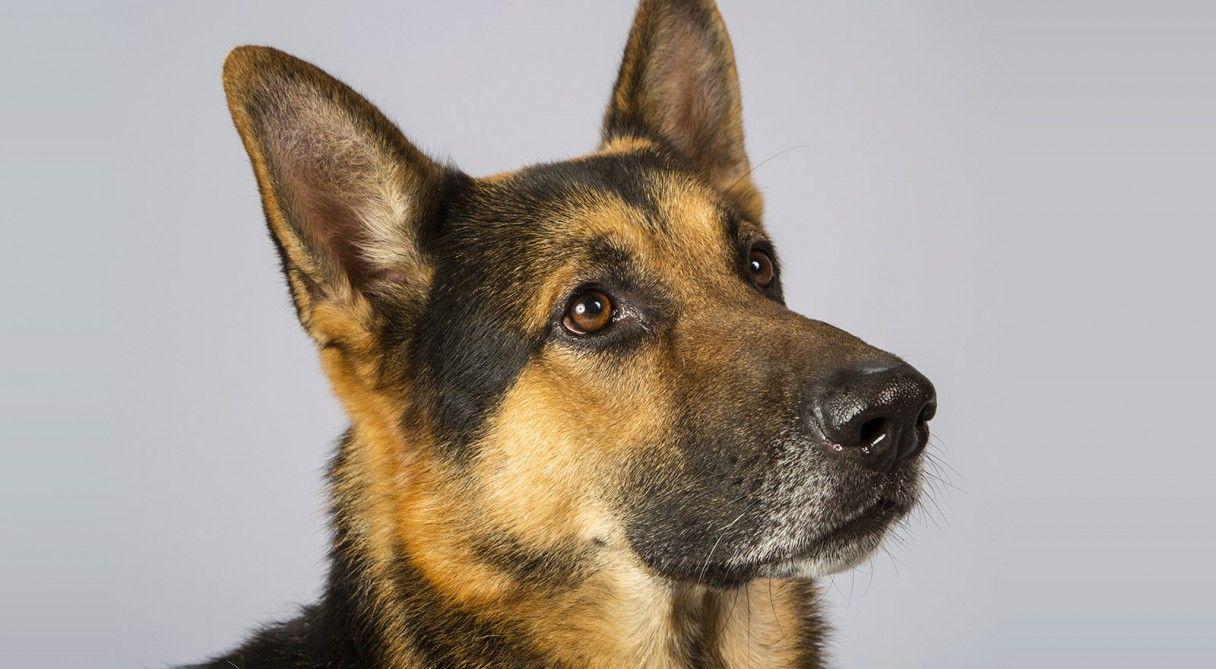 1216x669 Facts About The German Shepherd
