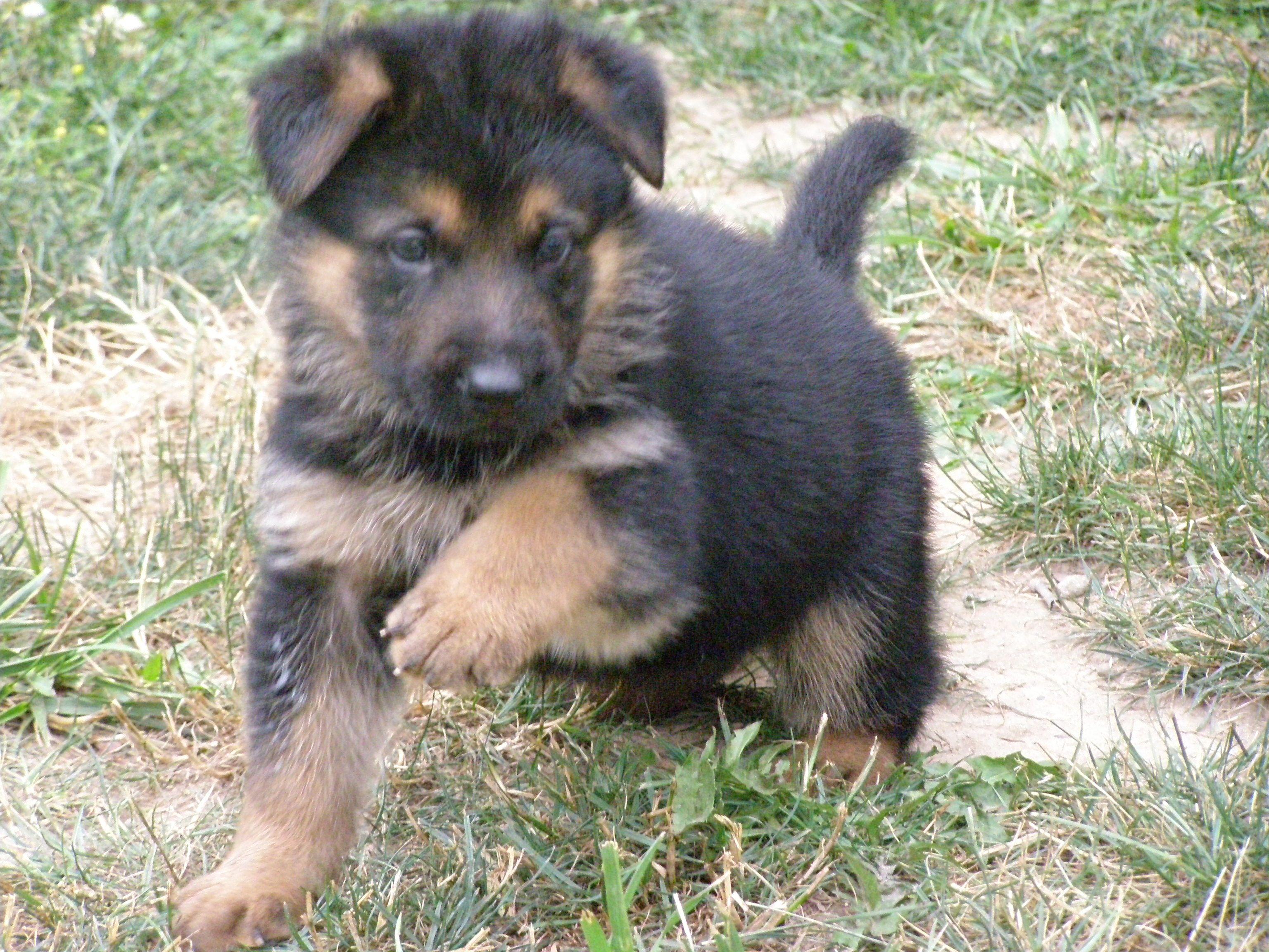3072x2304 Ideas About German Shepherd Food Wallpaper And Picture Of Puppies