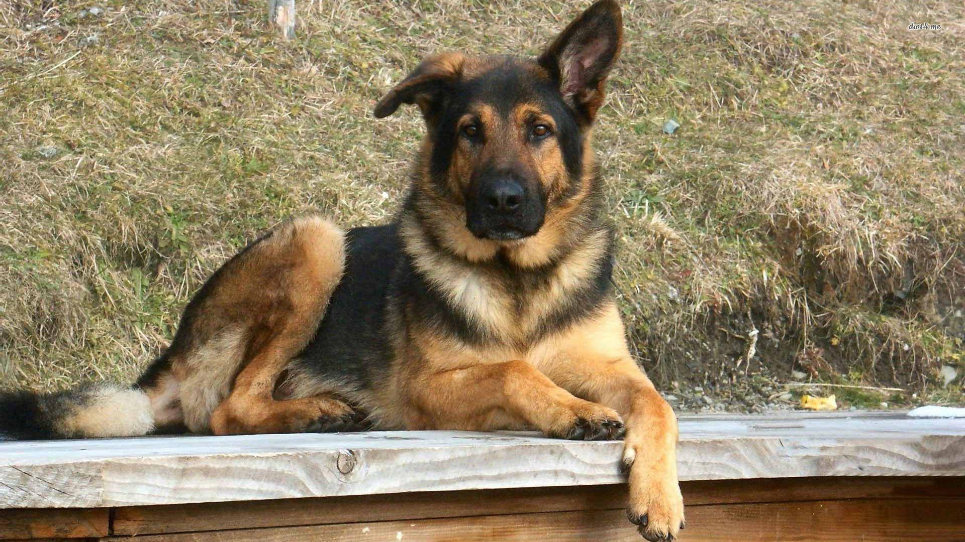 1920x1080 Christmas German Shepherd Wallpaper