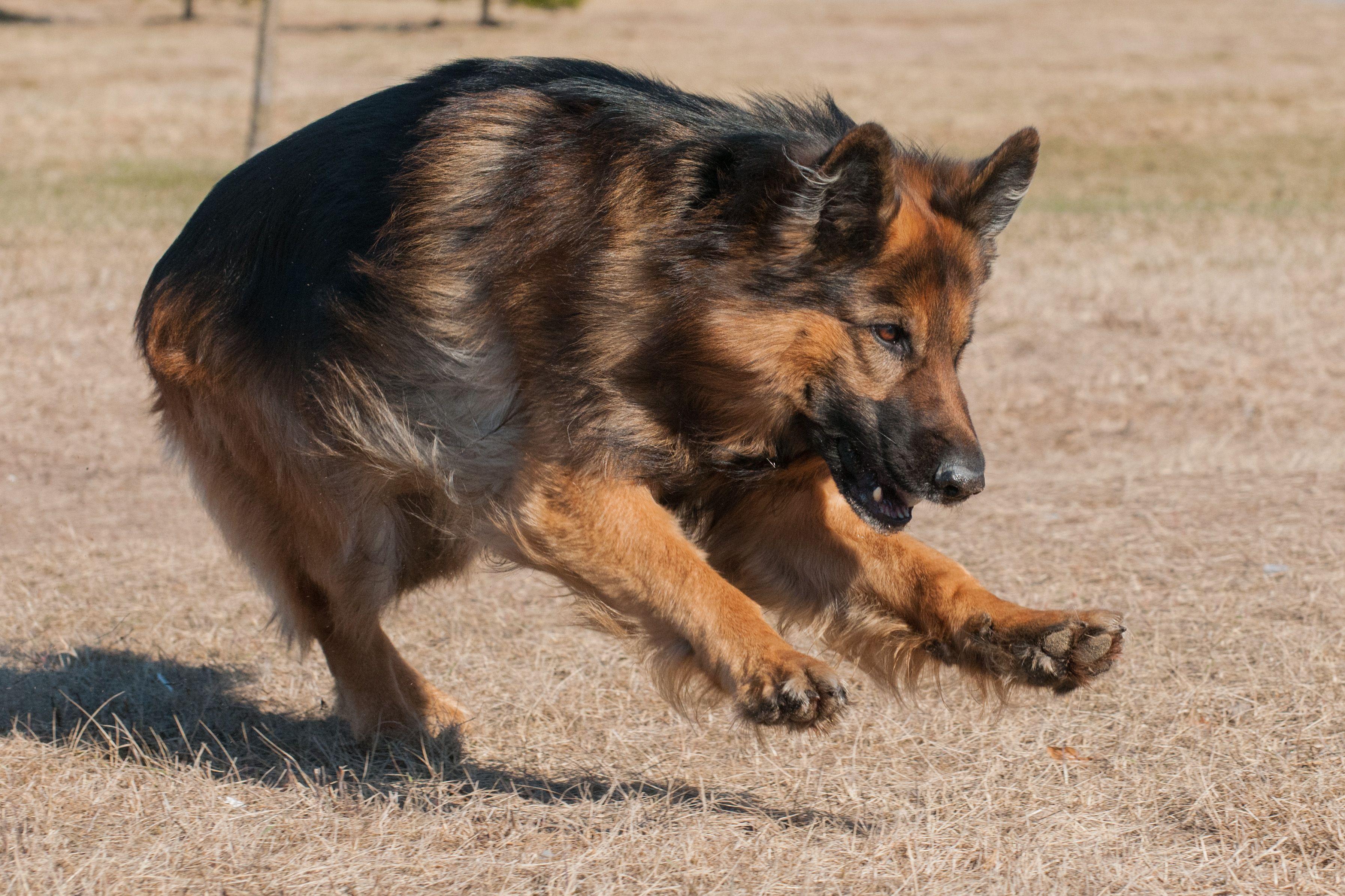3590x2393 Keeping Your German Shepherd's Aggression In Control. German