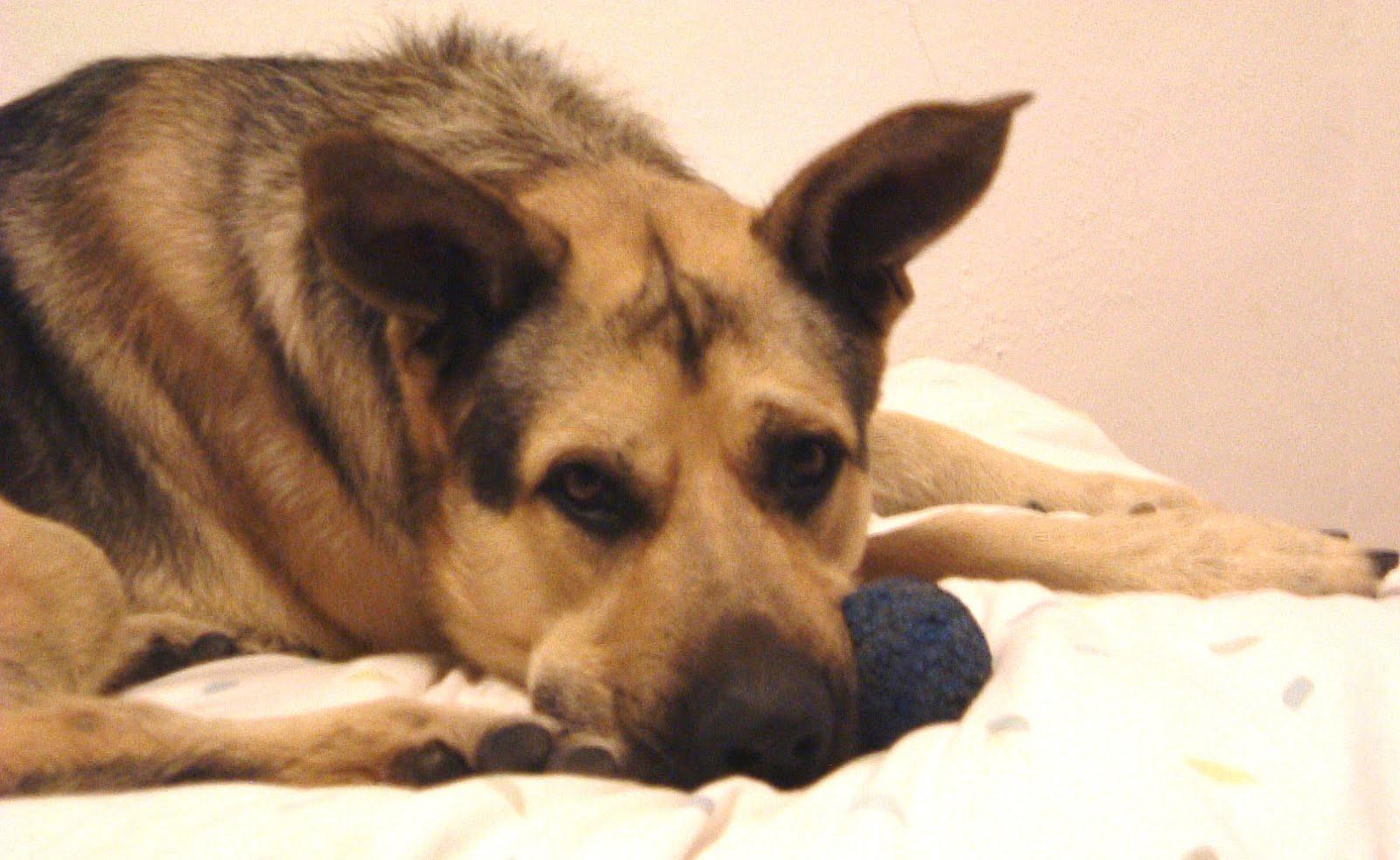 1600x983 Sad German Shepherd dog photo and wallpaper. Beautiful Sad German