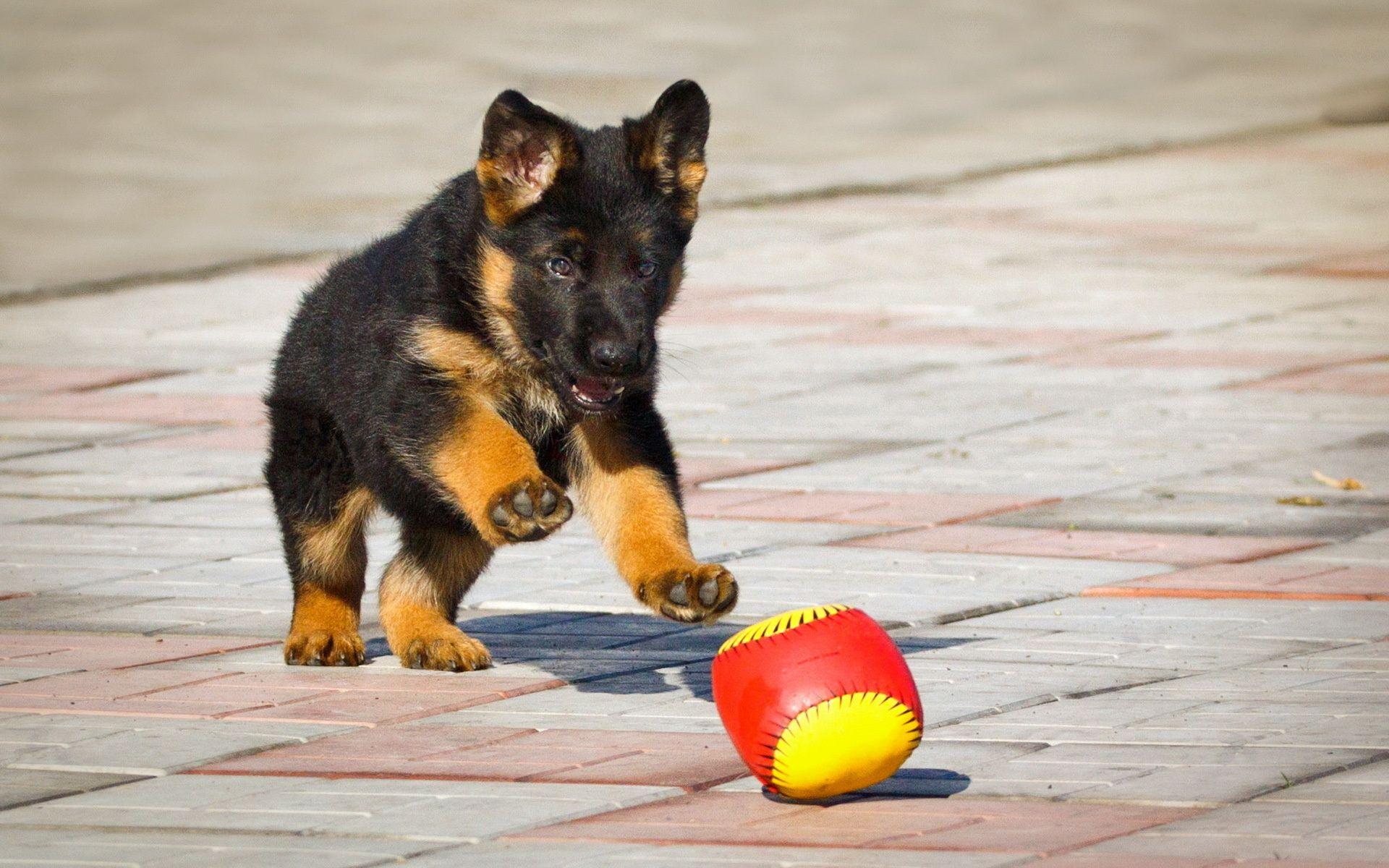 1920x1200 Beautiful Beautiful German Shepherd Dog HD Widescreen And Puppy