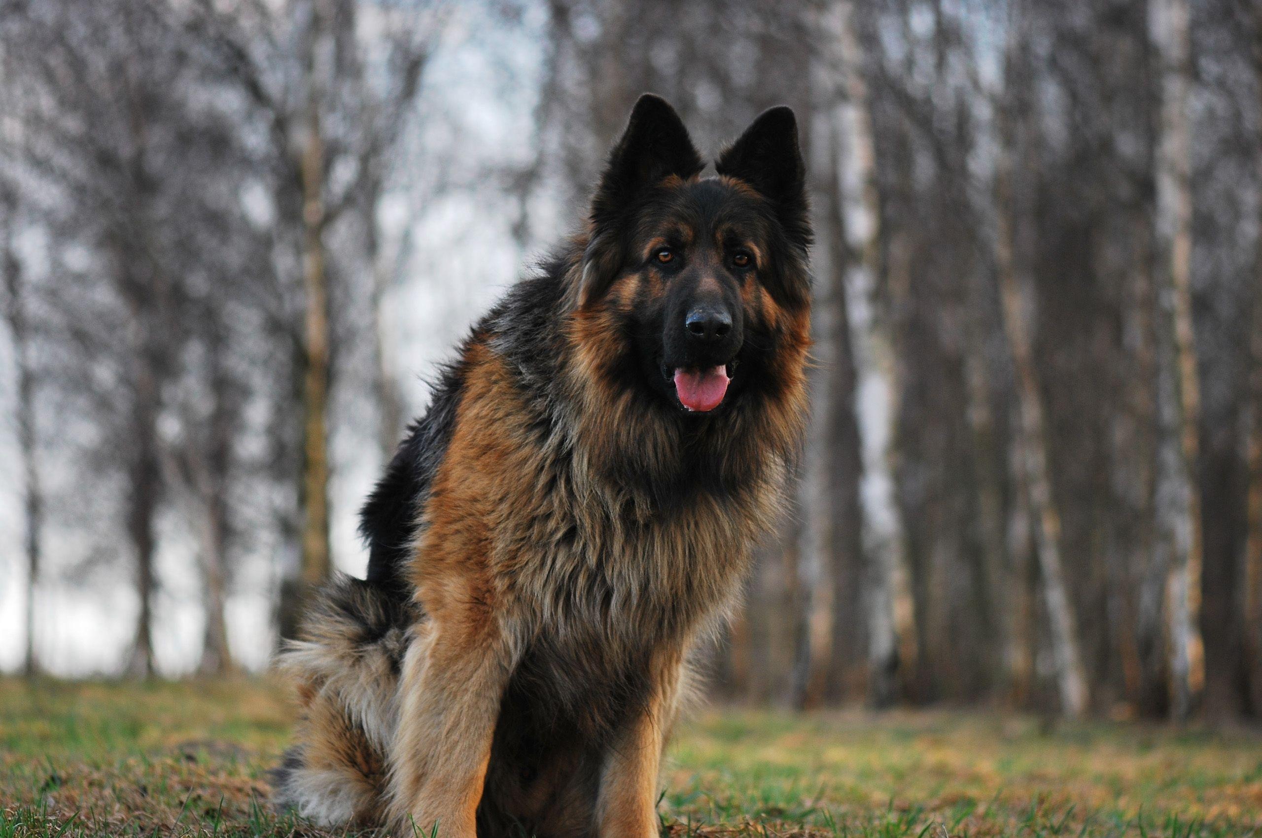 2560x1700 German shepherd vs Rottweiler: One Breed Wins