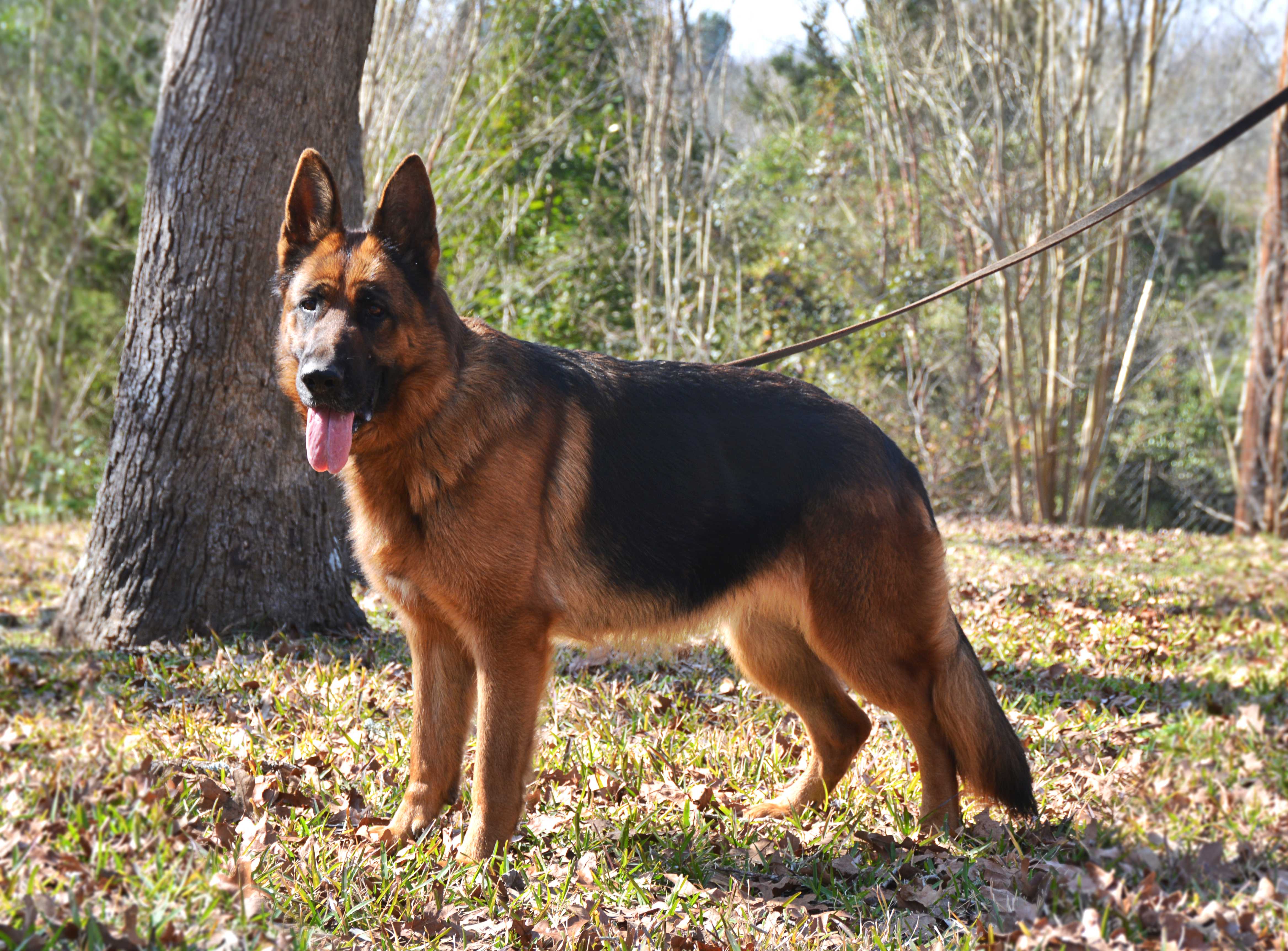 4671x3448 German Shepherd wallpaper, Animal, HQ German Shepherd pictureK