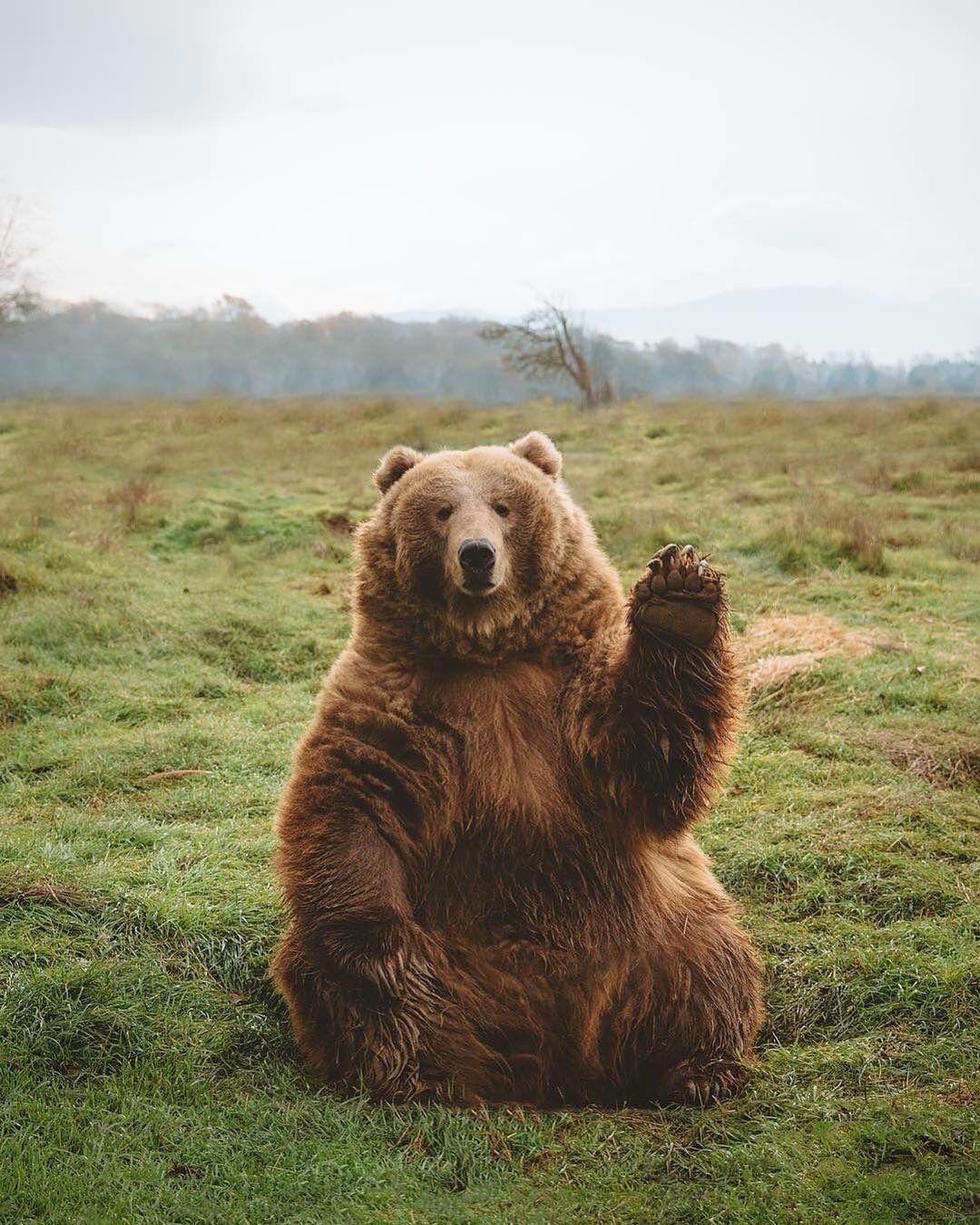 Cute Brown Bear Wallpapers - Top Những Hình Ảnh Đẹp