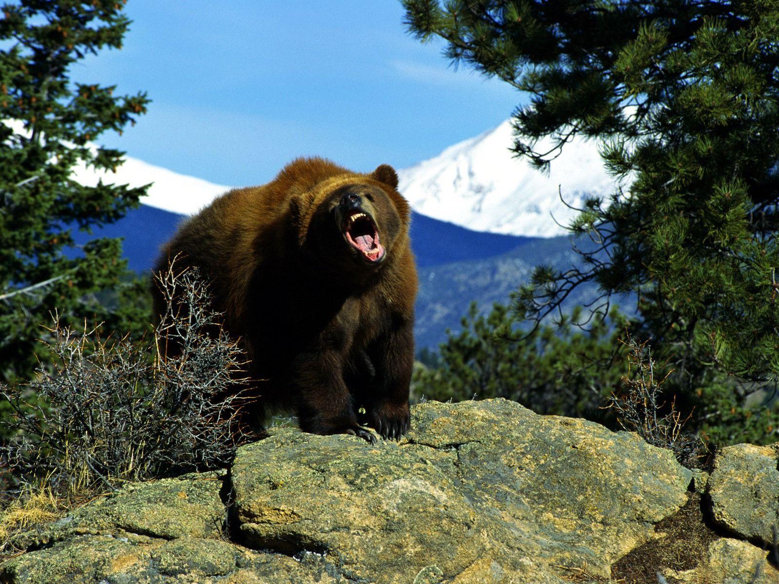 1600x1200 Angry Bear Wallpaper Bears Animals Wallpaper in jpg format for free download