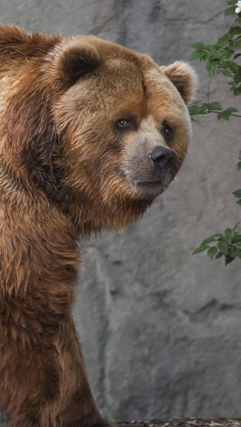 800x1420 Download Wallpaper 800x1420 Kodiak, Bear, Brown, Thick, Walk Iphone Se 5s 5c 5 For Parallax HD Background