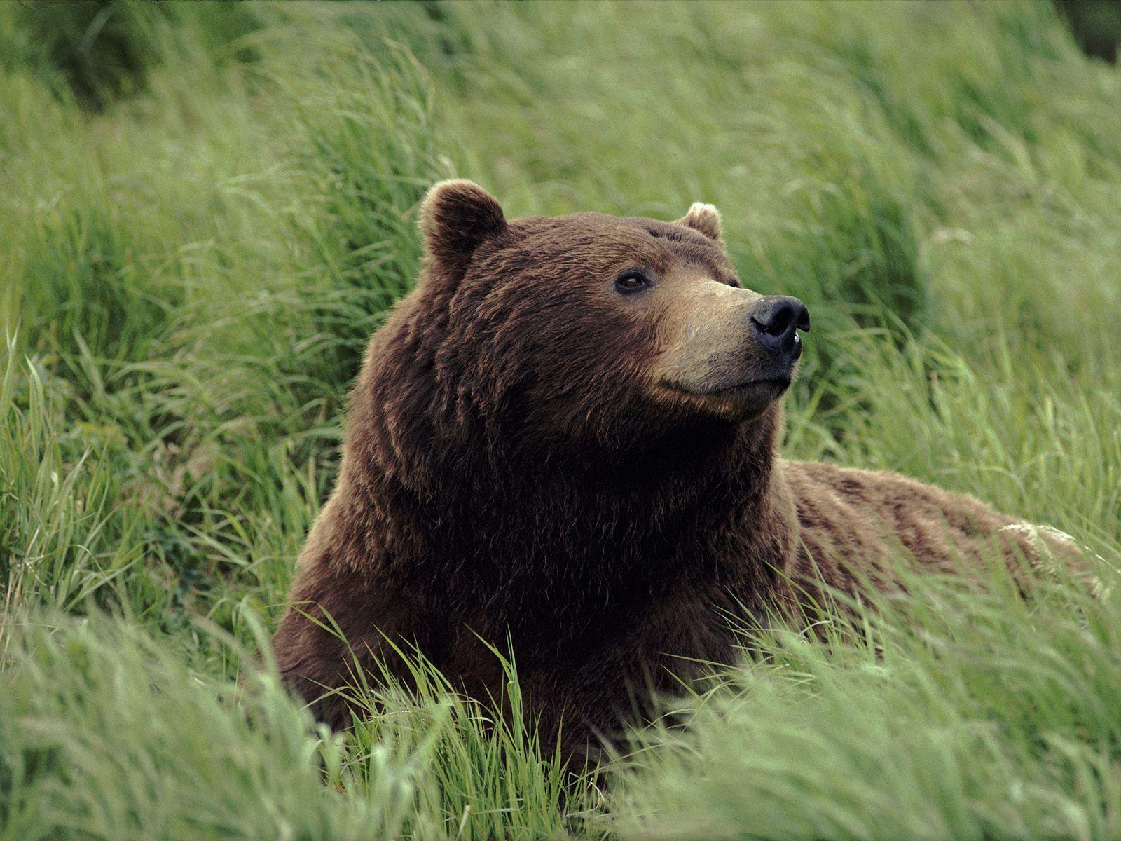 1600x1200 Free Bear, Download Free Clip Art, Free Clip Art on Clipart Library