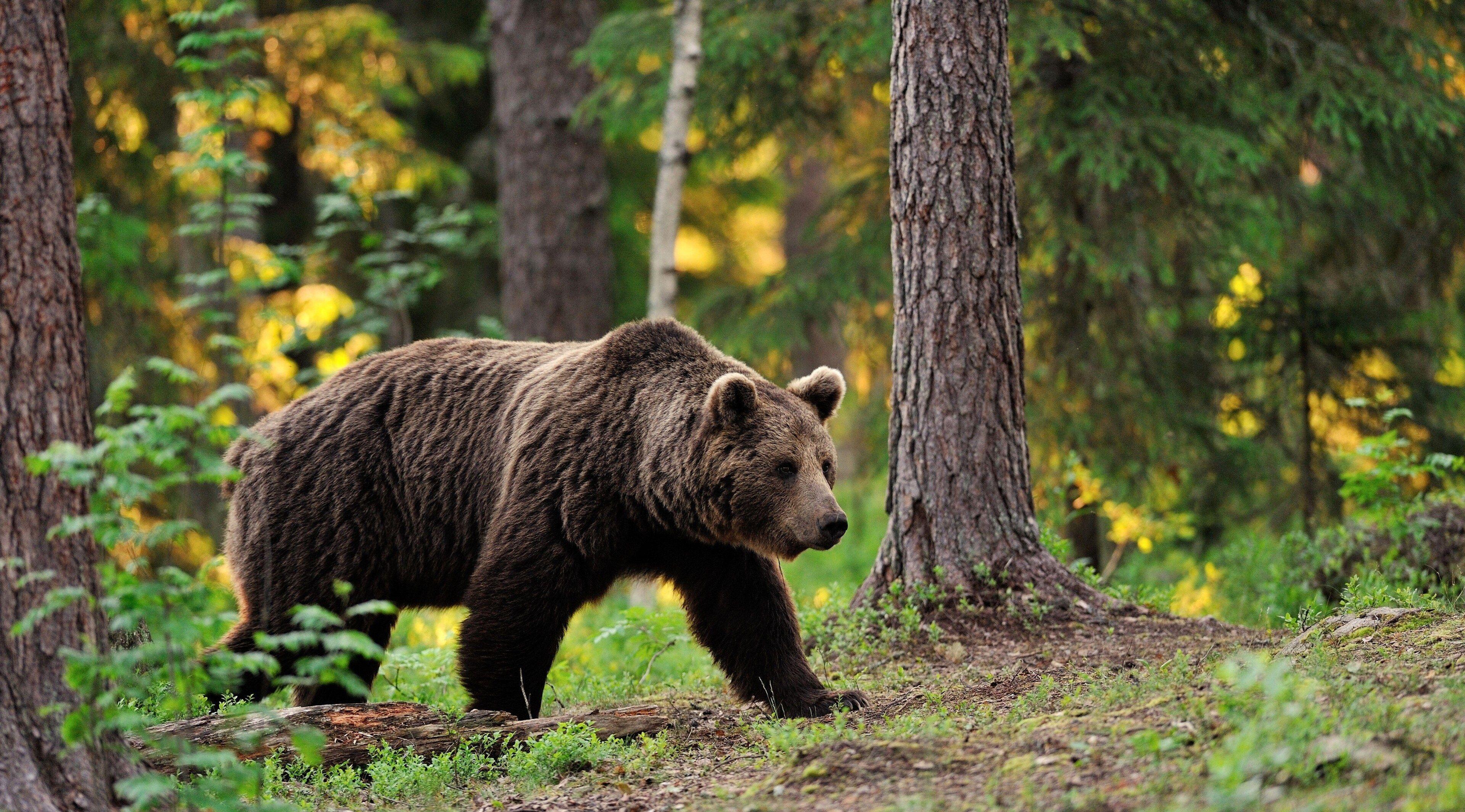 3840x2130 3840x2130 brown bear 4k desktop background wallpaper. Mocah.org HD Desktop Wallpaper