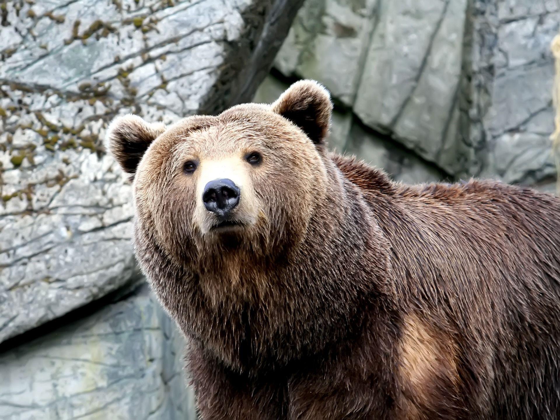 1920x1440 Wet Bear Wallpaper Bears Animals Wallpaper in jpg format for free download