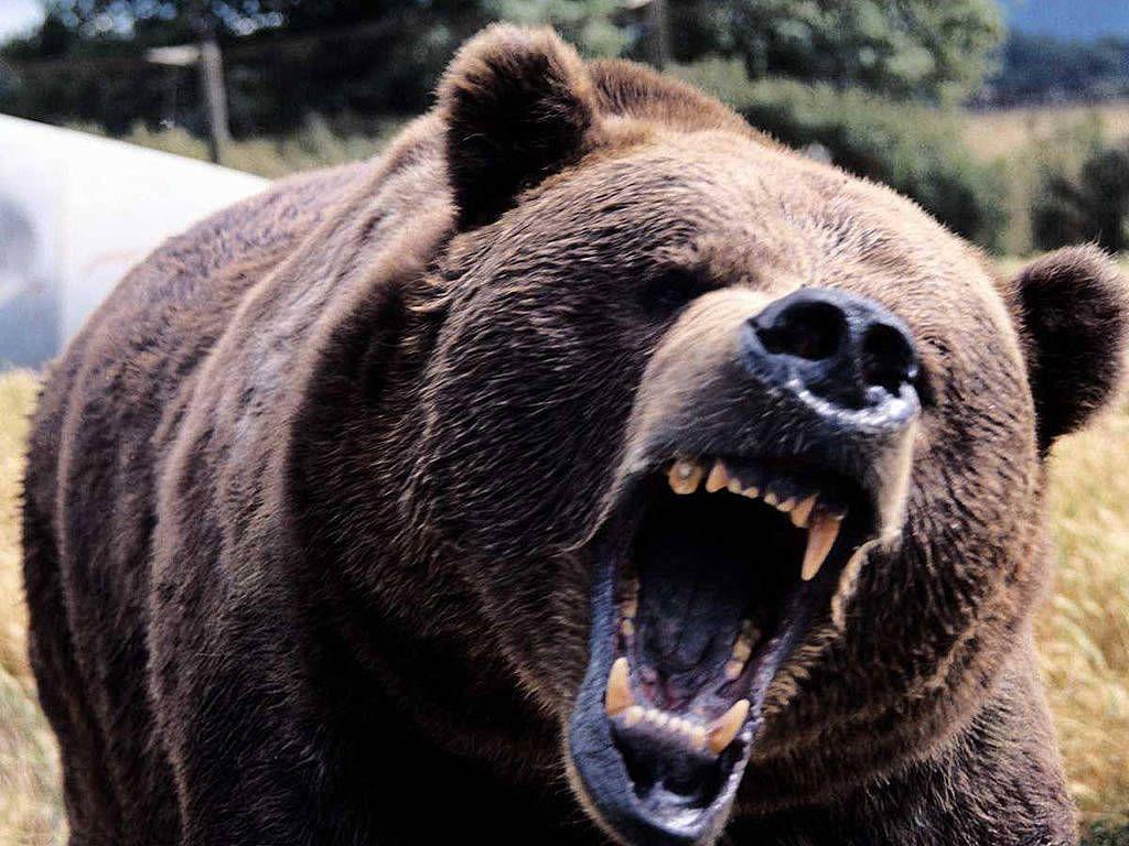 1024x768 Kodiak Bear. Kodiak Bear Wallpaper Growling Showing. Angry Bear, Animal Attack, Dangerous Animals