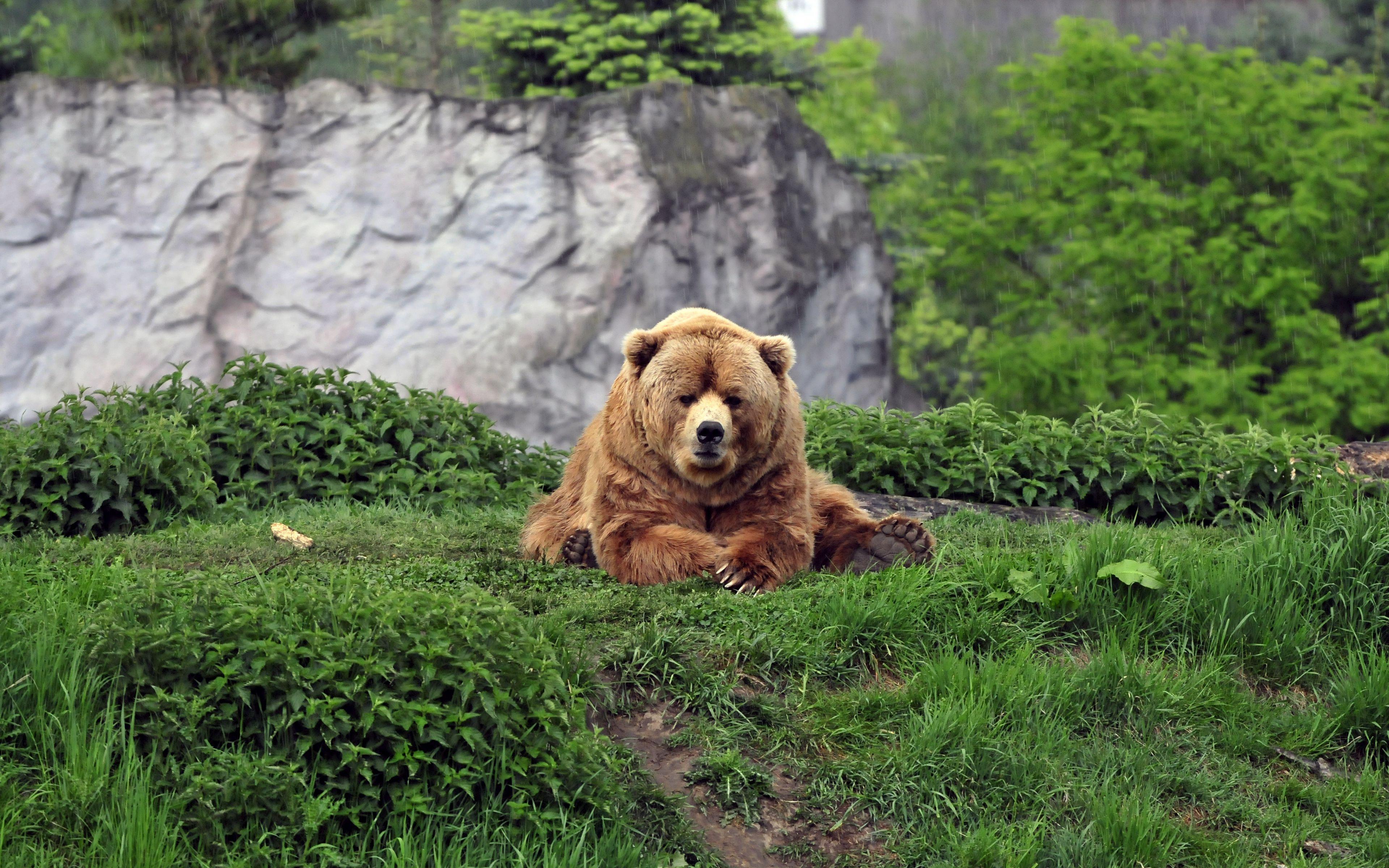 3840x2400 Download wallpaper 3840x2400 bear, brown, grass, funny, lie 4k ultra HD 16:10 HD background