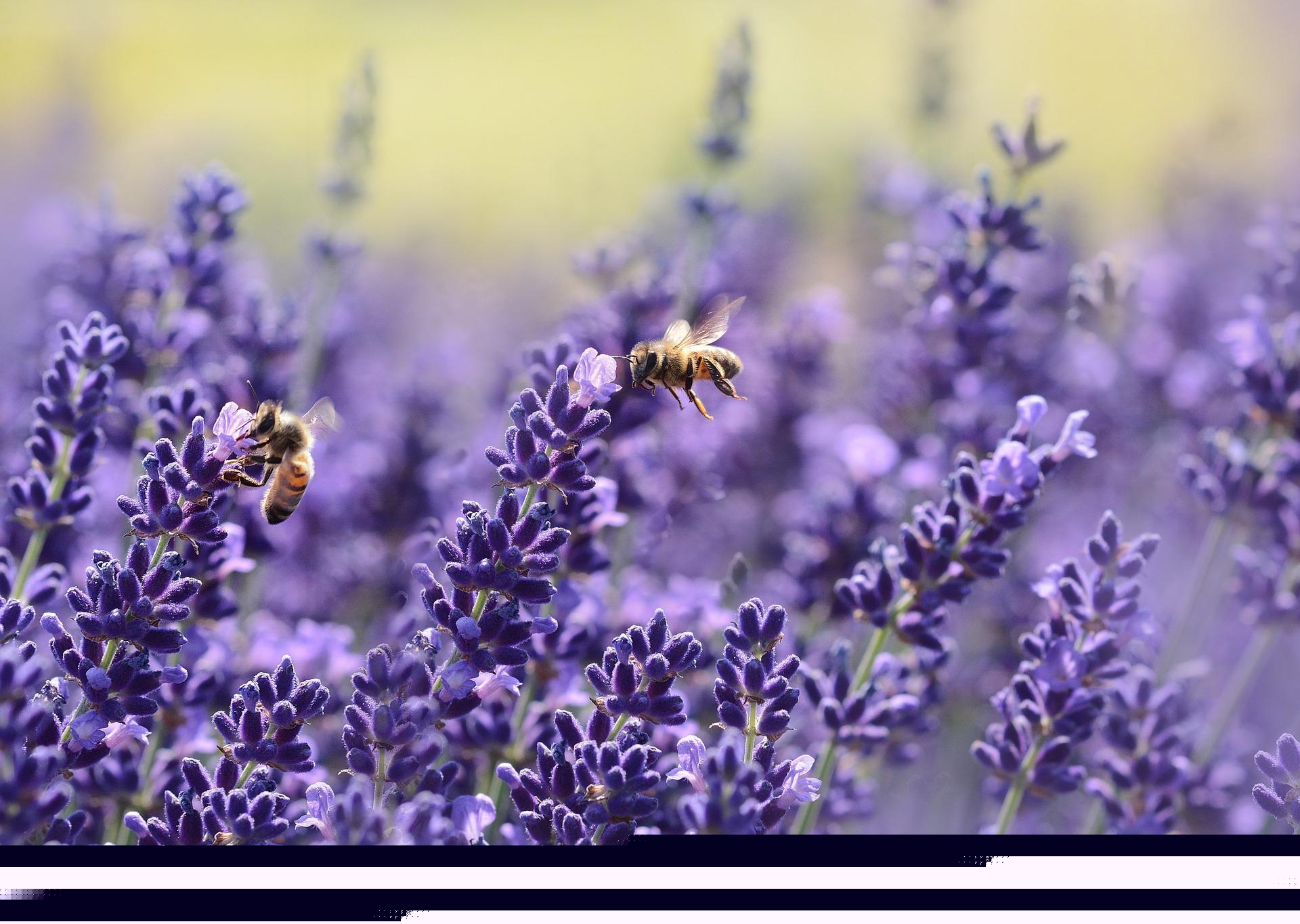 1920x1364 Lavender Wallpaper HD for Android