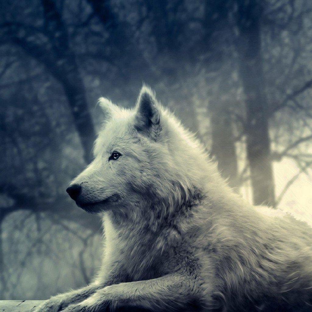 1024x1024 Fear of the Big Bad Wolf