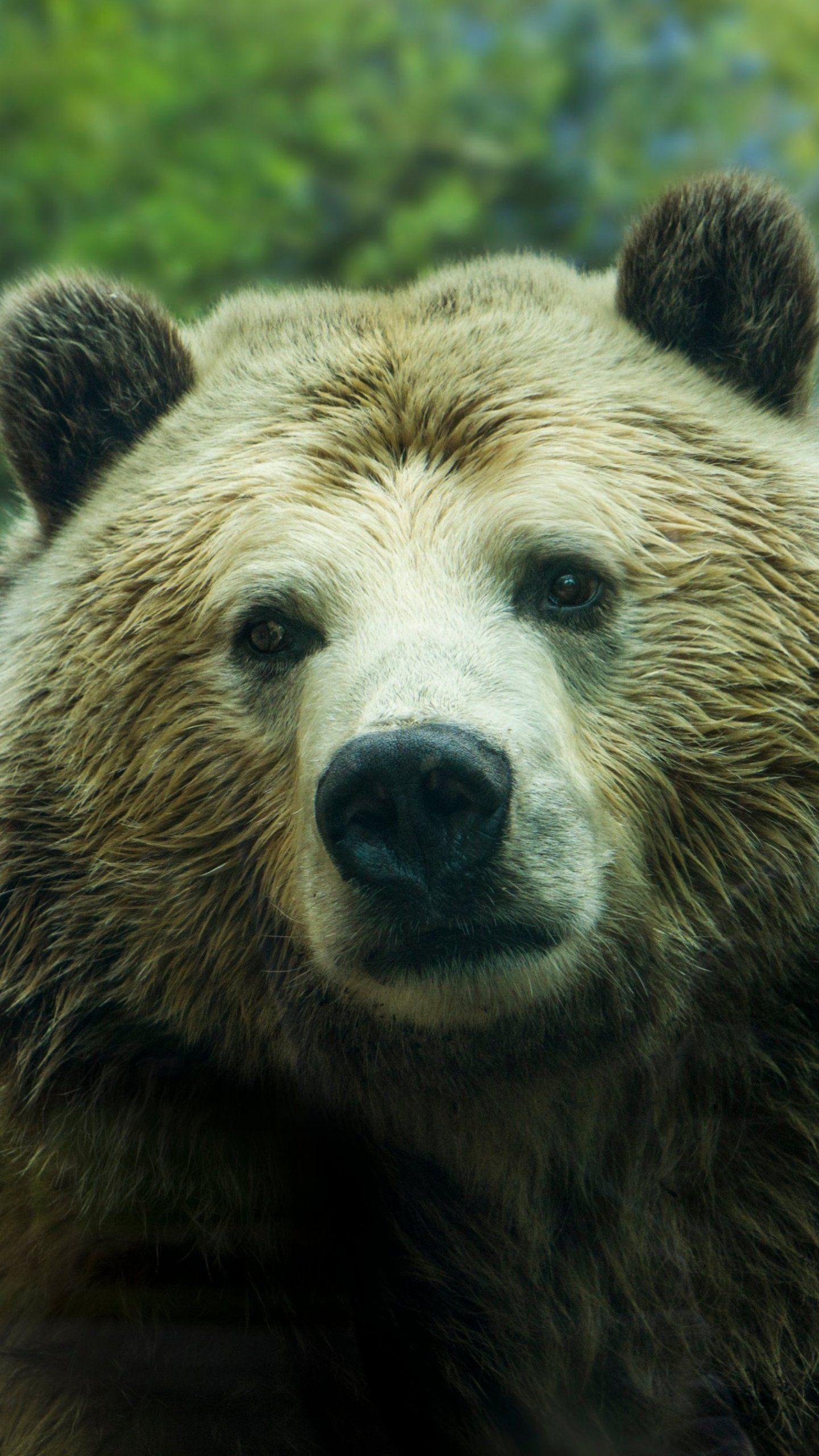 1440x2560 Bear Wallpaper, Android & Desktop Background