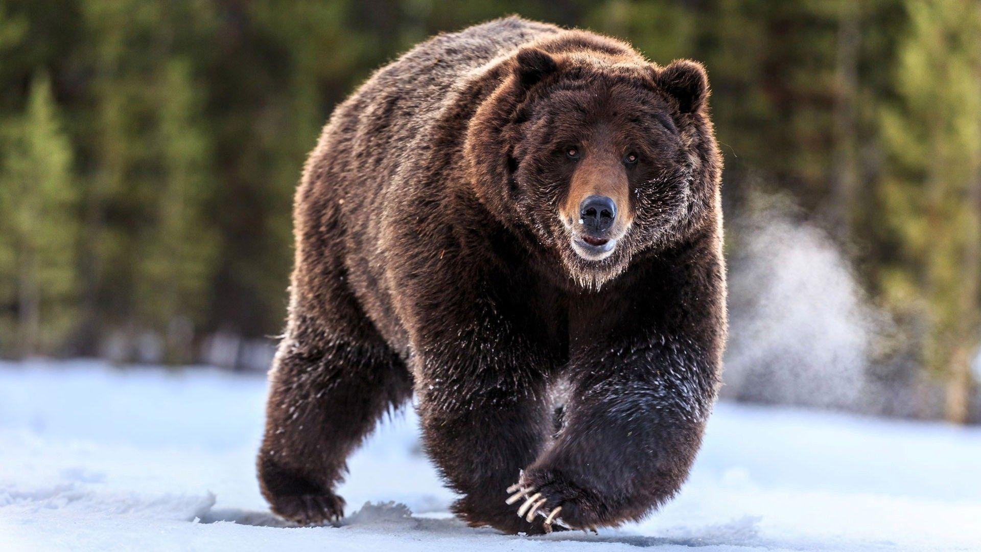 1920x1080 Animal Bear Wallpaper