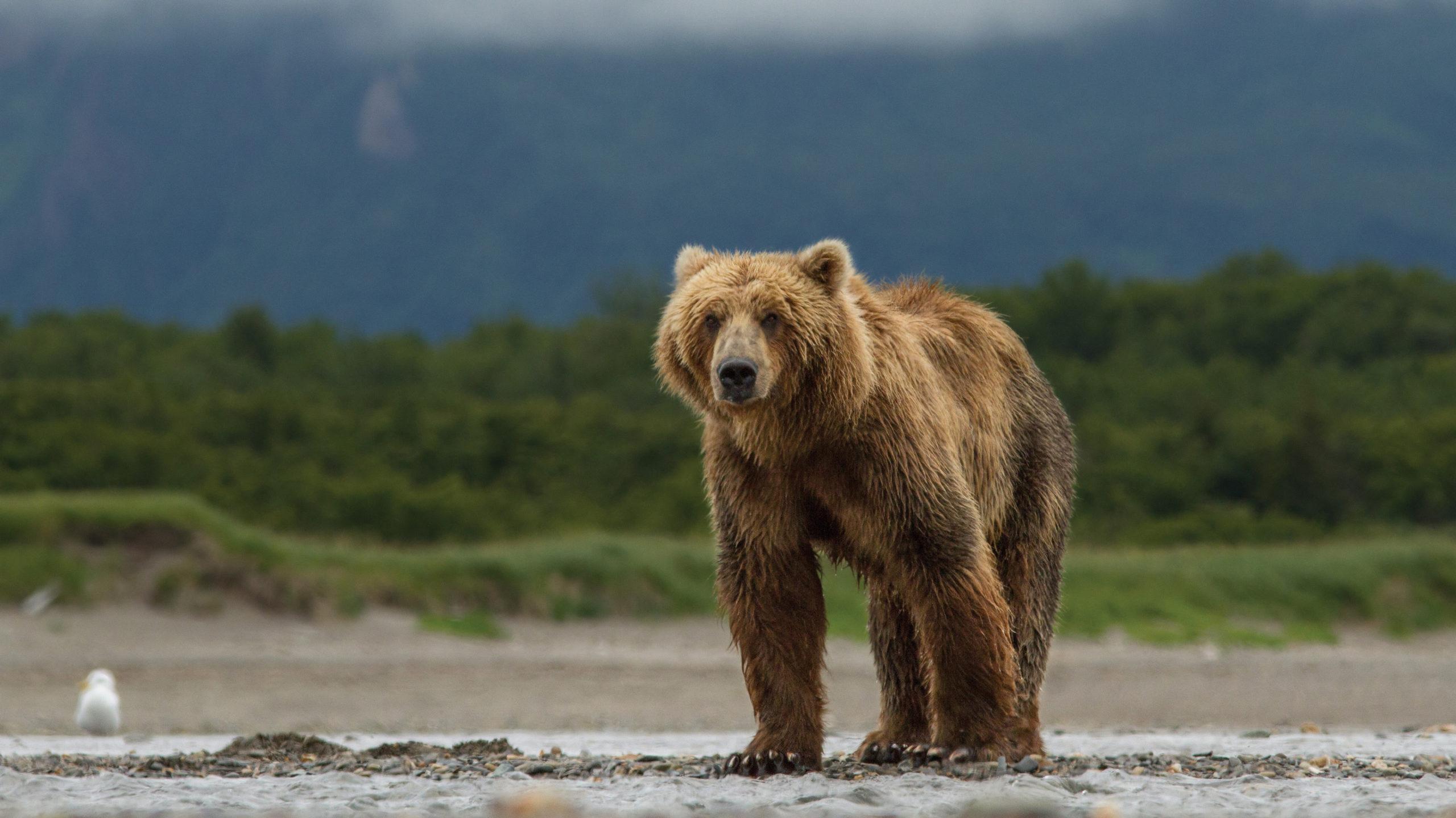 2560x1440 Bear Wallpaper HD 4 Scaled