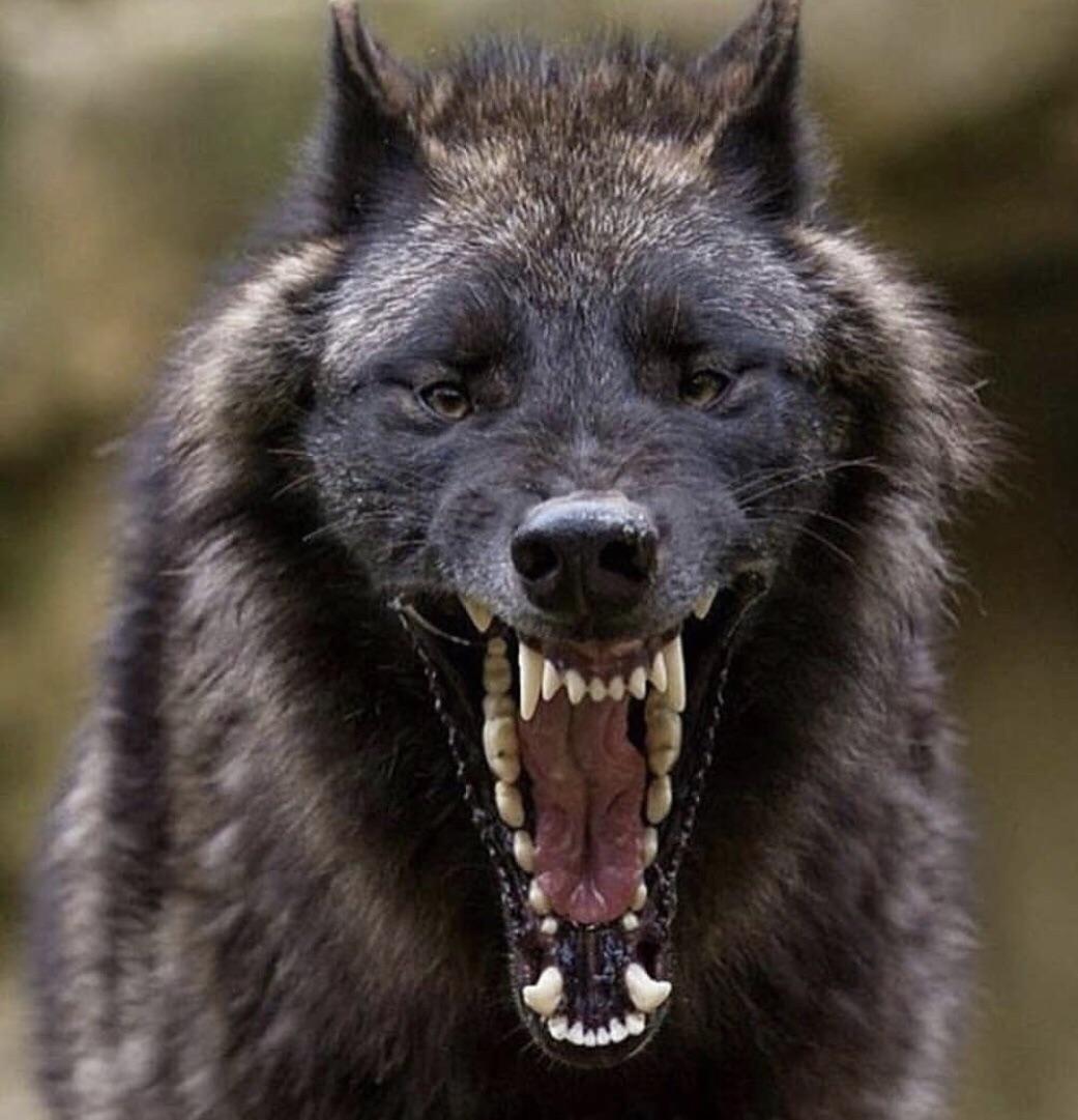 1041x1081 The Big Bad Wolf