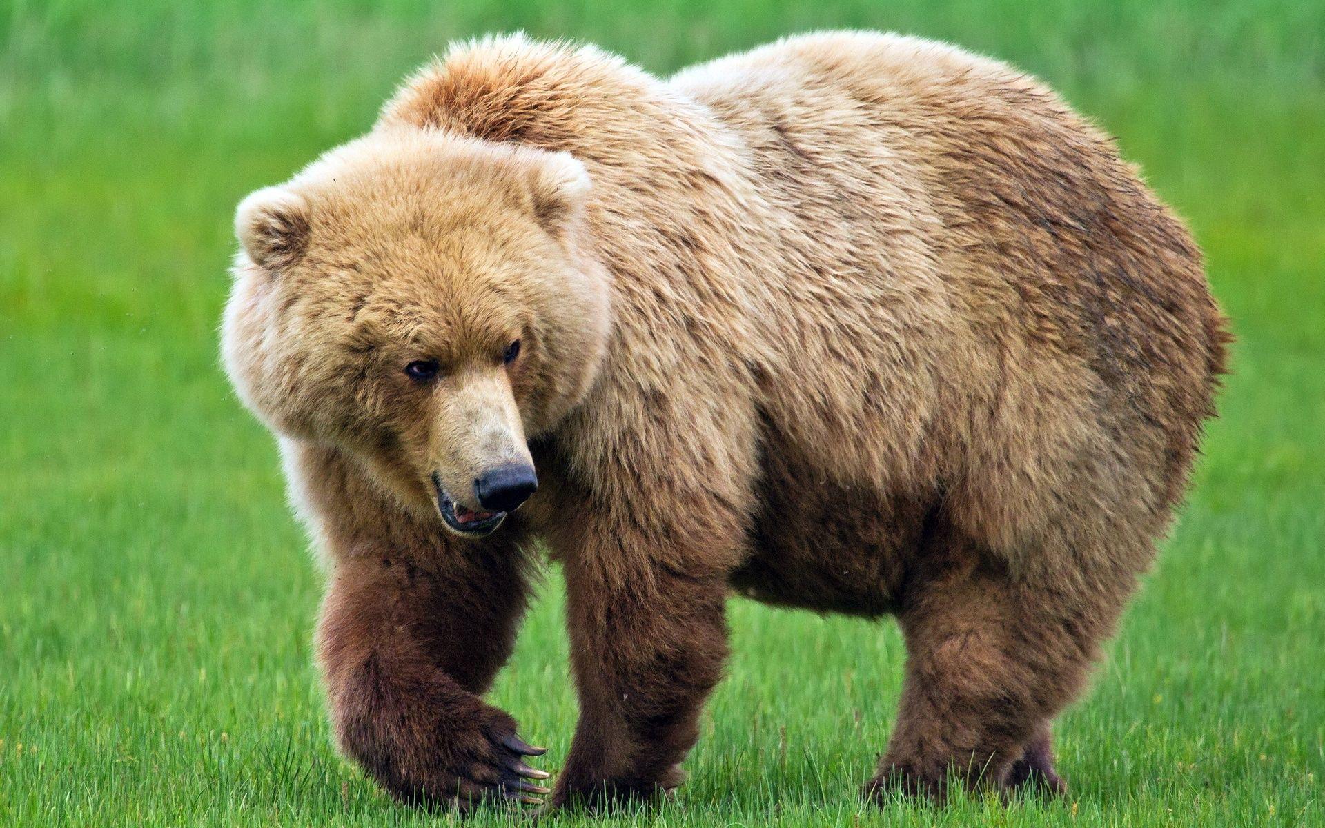 1920x1200 Bear Wallpaper