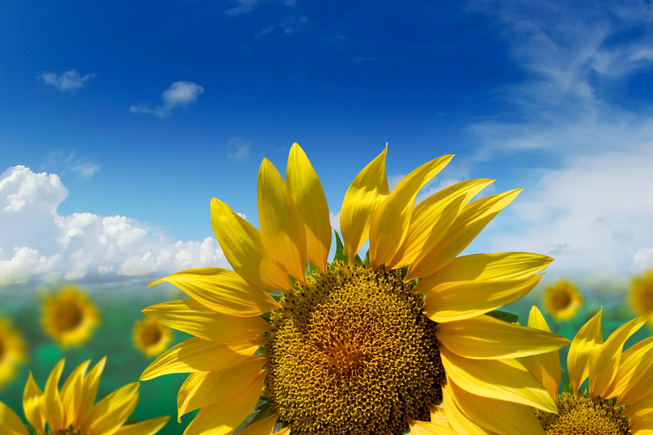 2160x1440 Microsoft Surface Pro 3 Skins Vinyl Nature Designs The Sun Shine On You Today HD Wallpaper