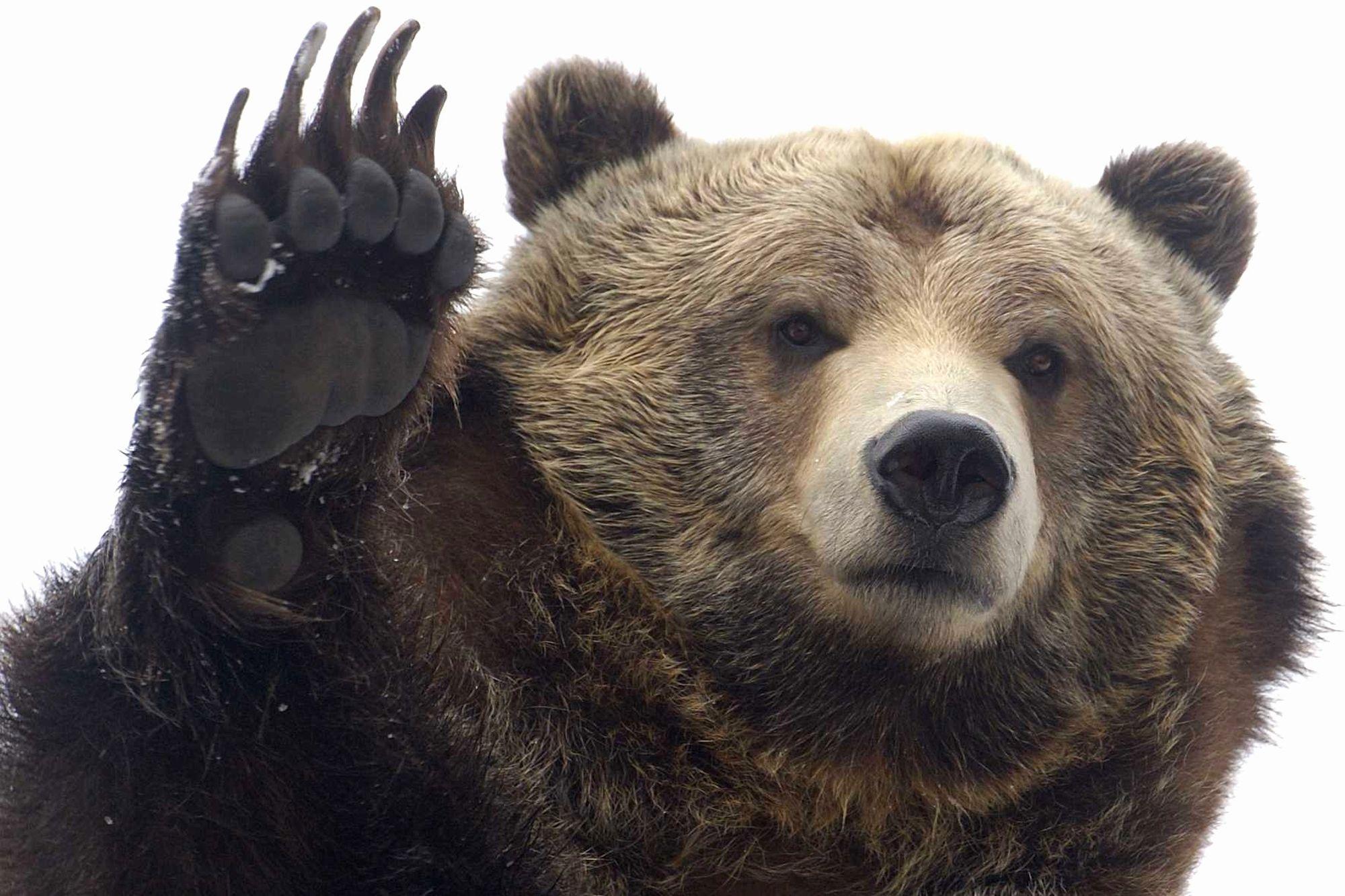 2000x1333 Grizzly Wallpaper Luxury Grizzly Bear Wallpaper S Background for You of The Hudson