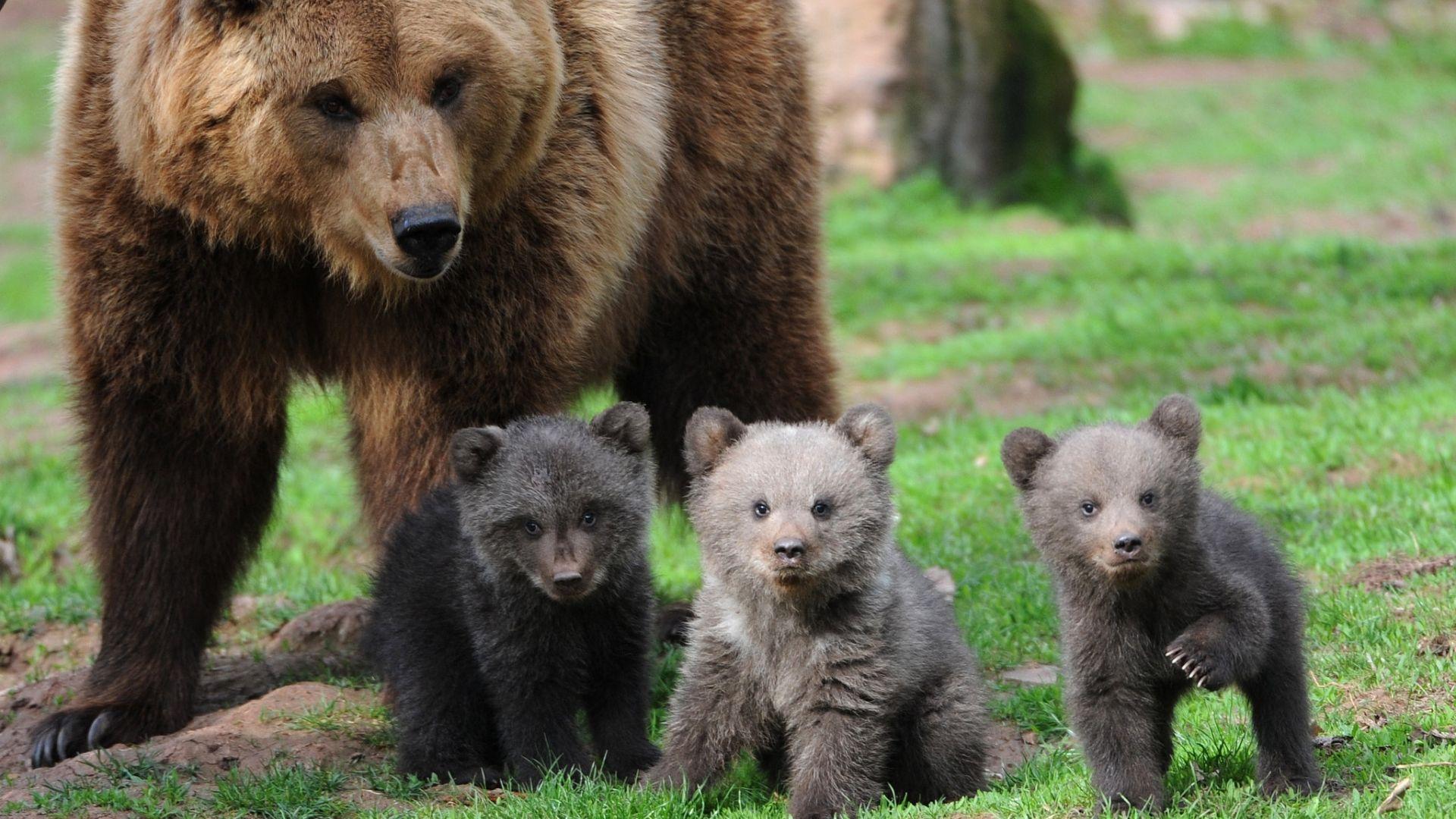 1920x1080 Free download Kodiak bear Wallpaper Desktop Wallpaper [2048x1422] for your Desktop, Mobile & Tablet. Explore Bear Wallpaper for Desktop. Black Bear Wallpaper, Teddy Bear Wallpaper for Desktop, Pooh Bear Wallpaper Desktop