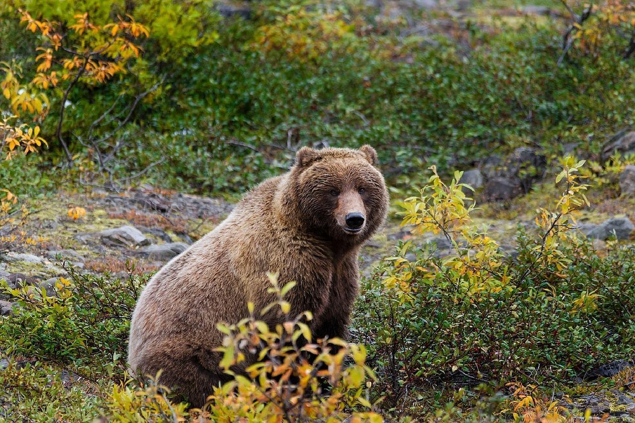 1280x854 Grizzly Bear Wallpaper HD for Android