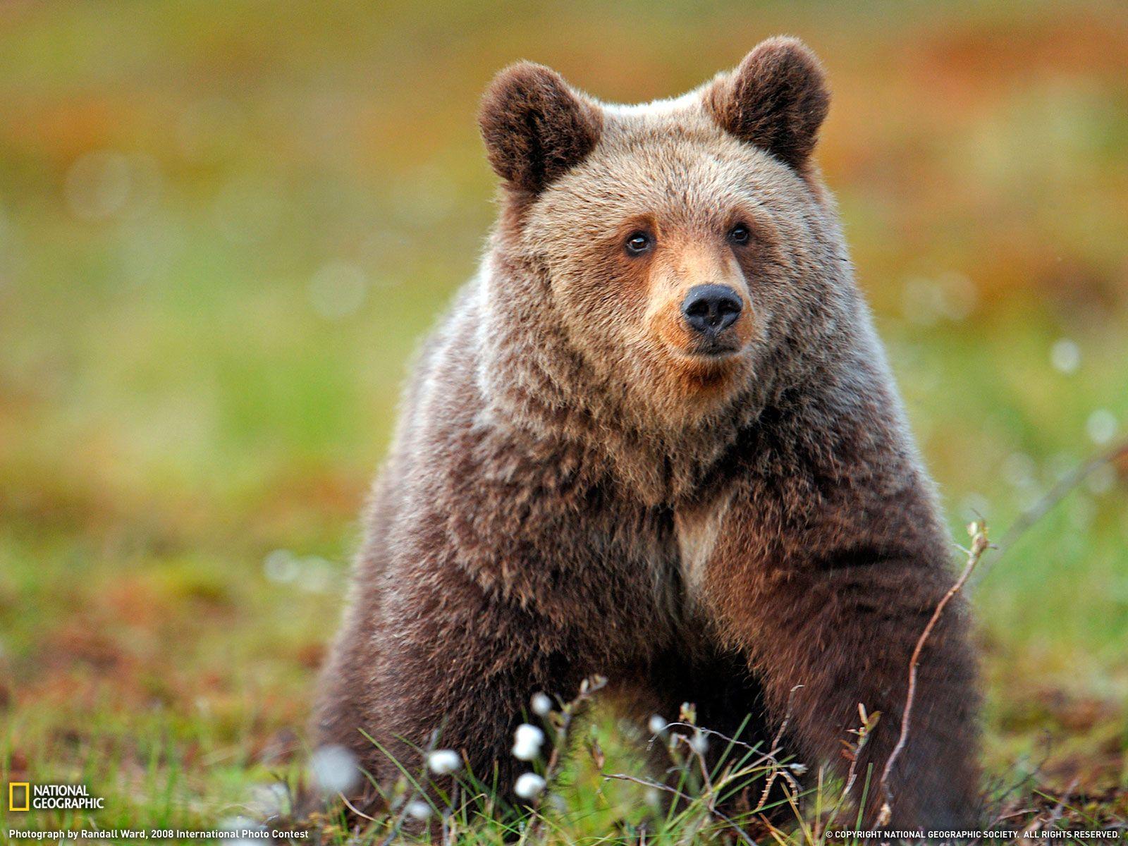 Brown Bear Wallpapers - Top Free Brown Bear Backgrounds - WallpaperAccess