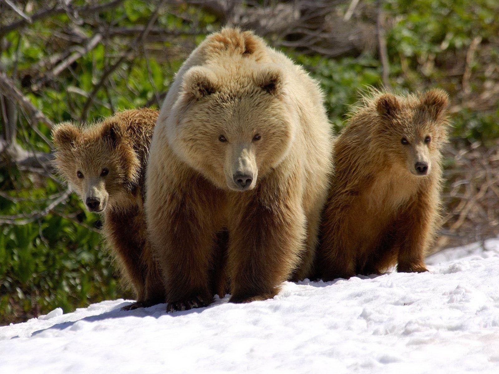 1600x1200 Brown Bear Wallpaper Desktop Background