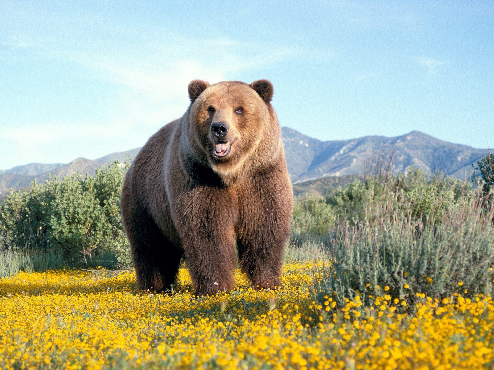 1600x1200 top desktop bears wallpaper HD bear wallpaper 3 huge brown bear jpg 162 - Bear HD Wallpaper