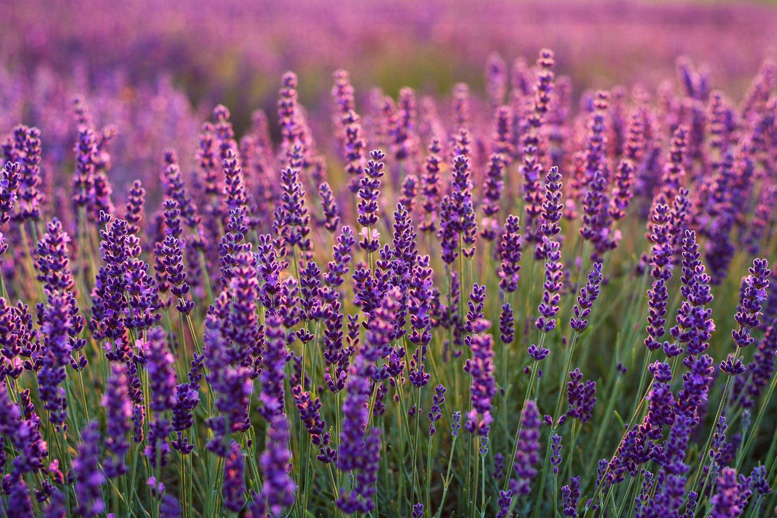 3000x2000 Wallpaper Lavender fields, Lavender farm, Purple, HD, Flowers / Editor's Picks,. Wallpaper for iPhone, Android, Mobile and Desktop