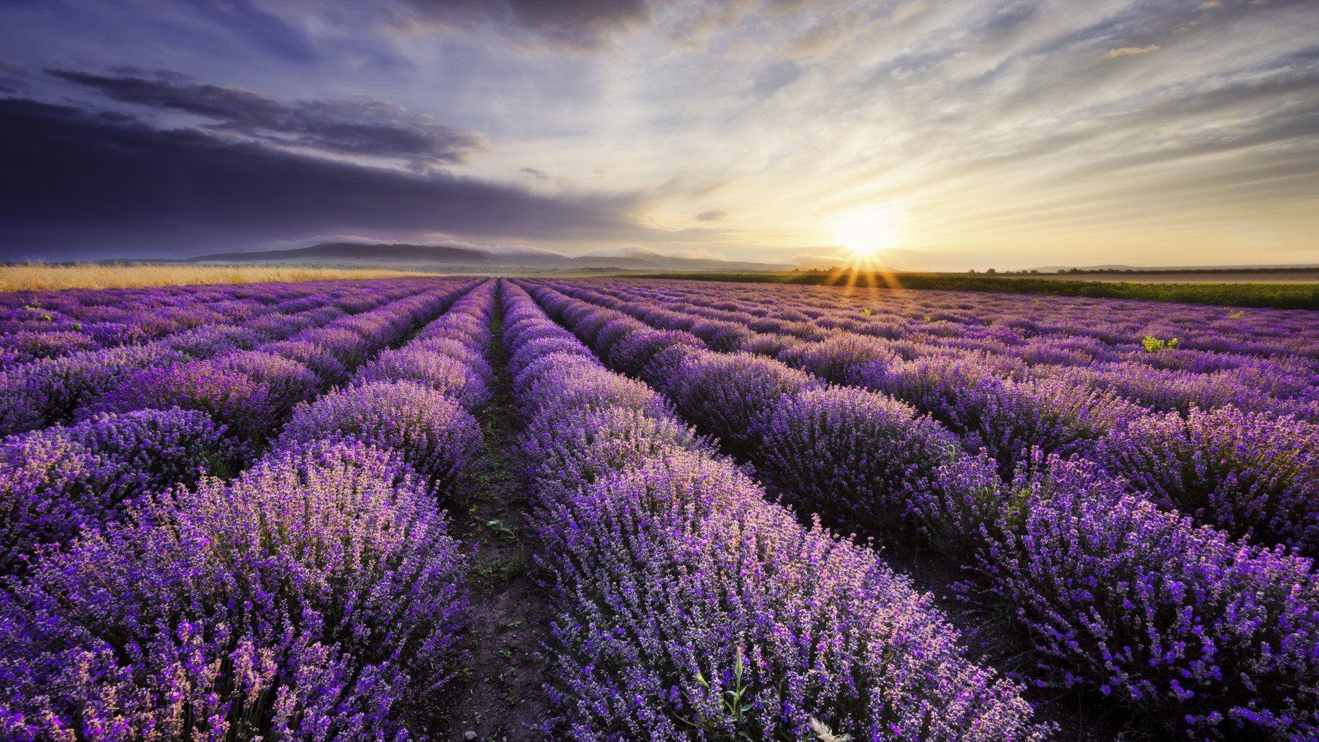 Lavender HD Wallpapers - Top Free Lavender HD Backgrounds - WallpaperAccess